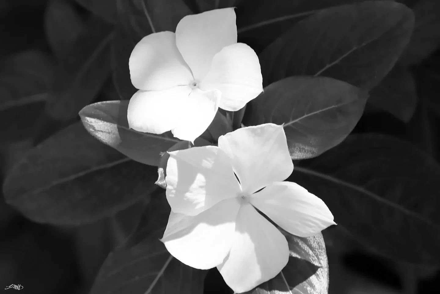 White Flowers II © photograph by Laura Marie Hernandez