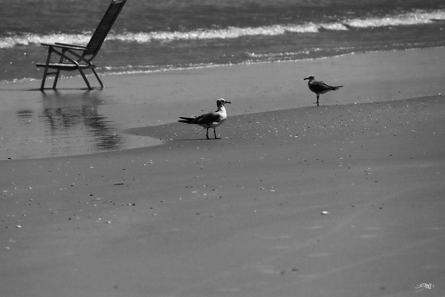 Gulls Standing II © photograph by L.M.H.