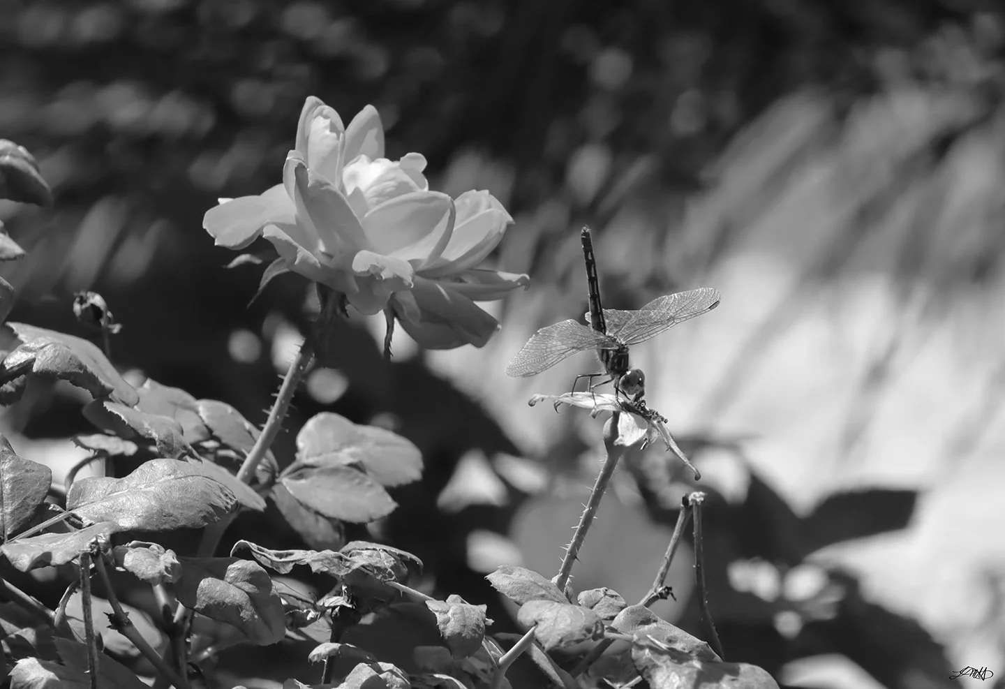 Rose and Dragonfly II © photograph by L.M.H.