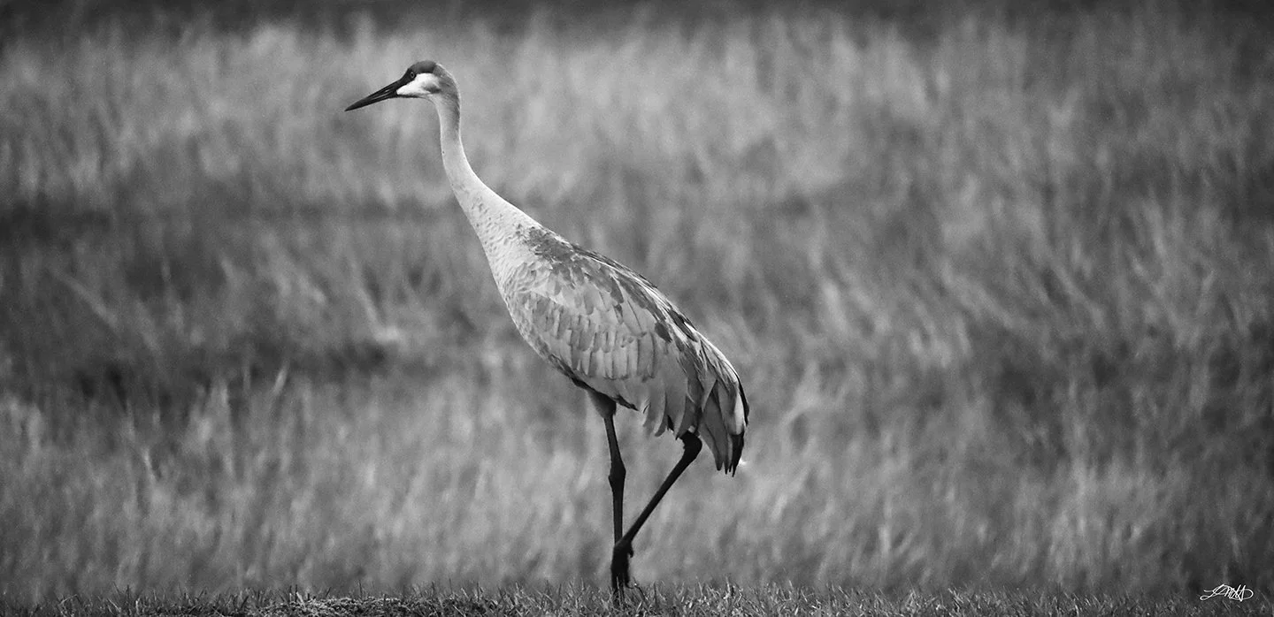 Sandhill Crane Triangle II © photograph by L.M.H.