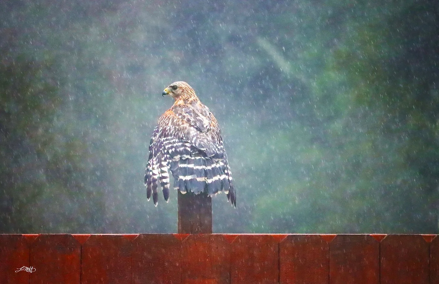 Back Feathers © photograph by L.M.H.