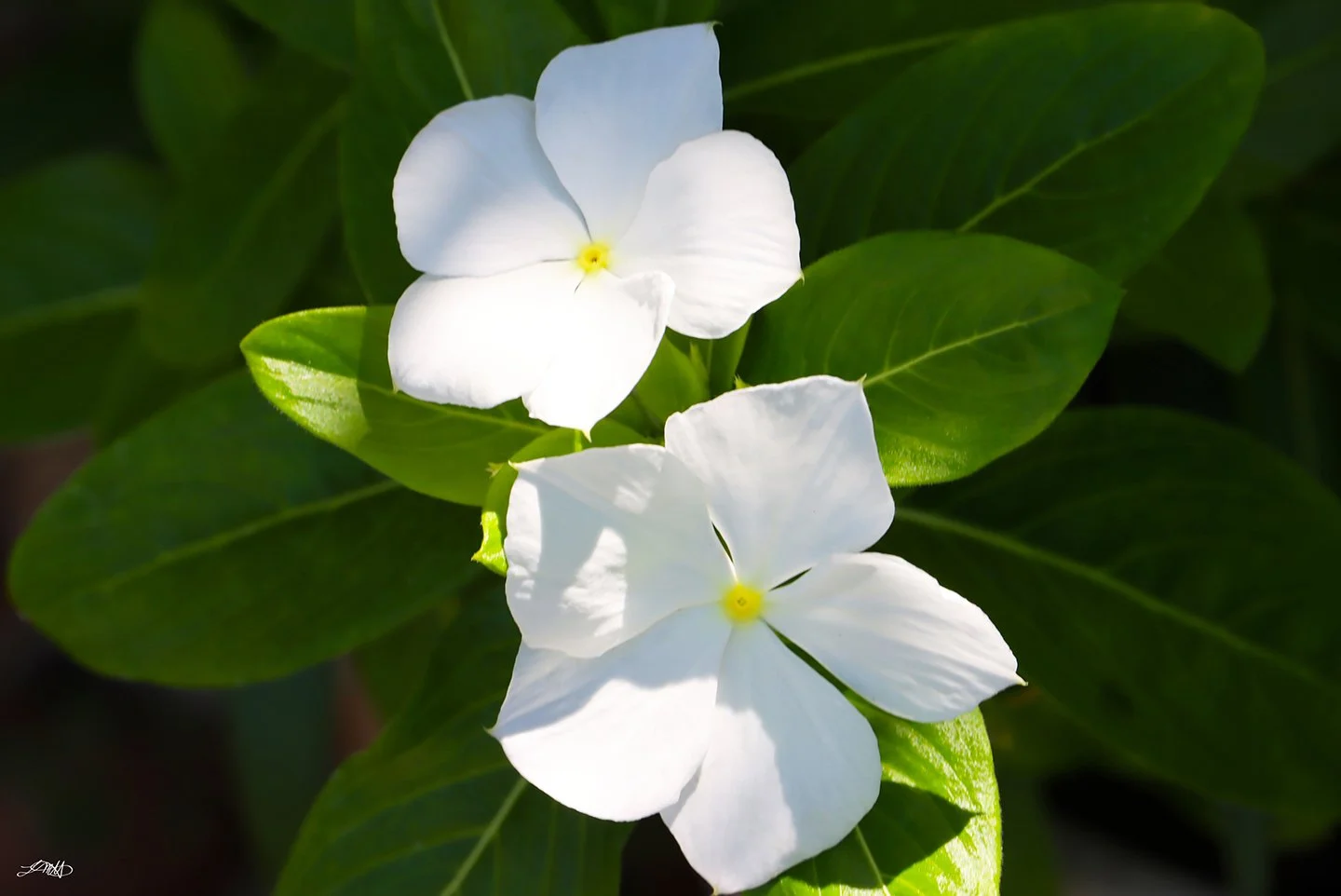 White Flowers © photograph by L.M.H.