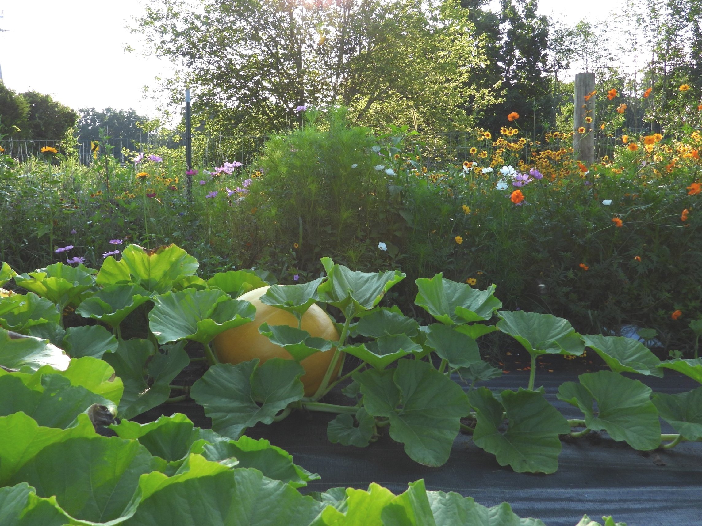 Life Lessons From My Garden