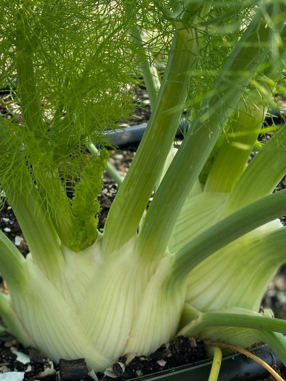 Fennel