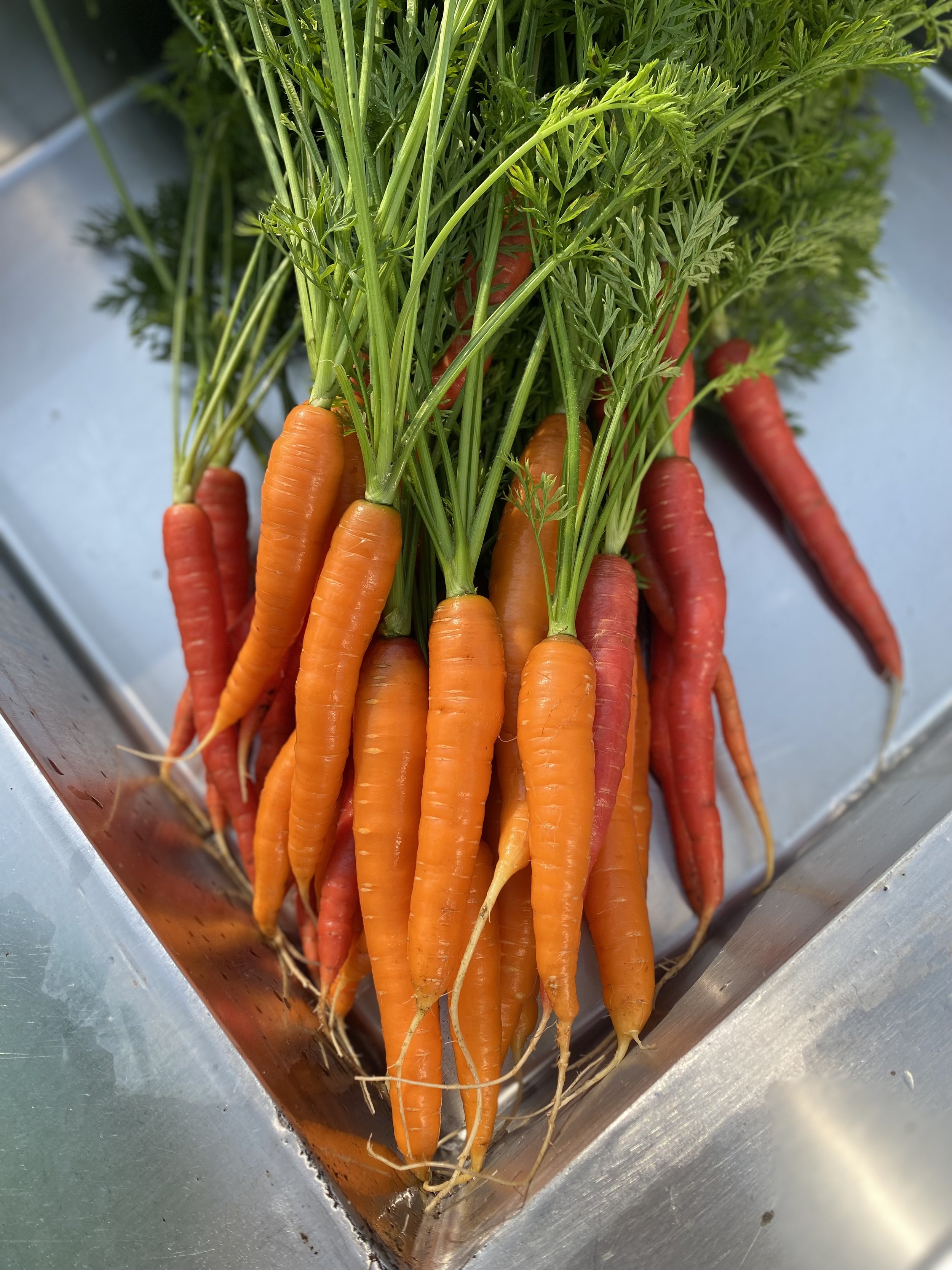 Carrot Salads