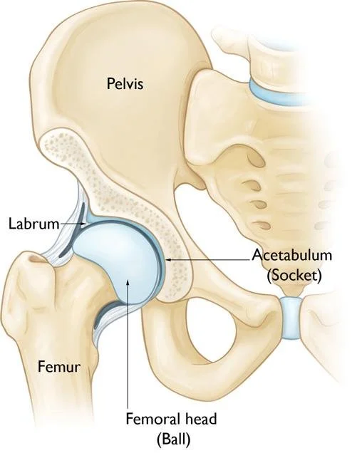 healthy hip socket