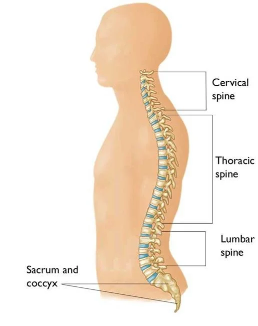 Spinal Column showing vertebrae