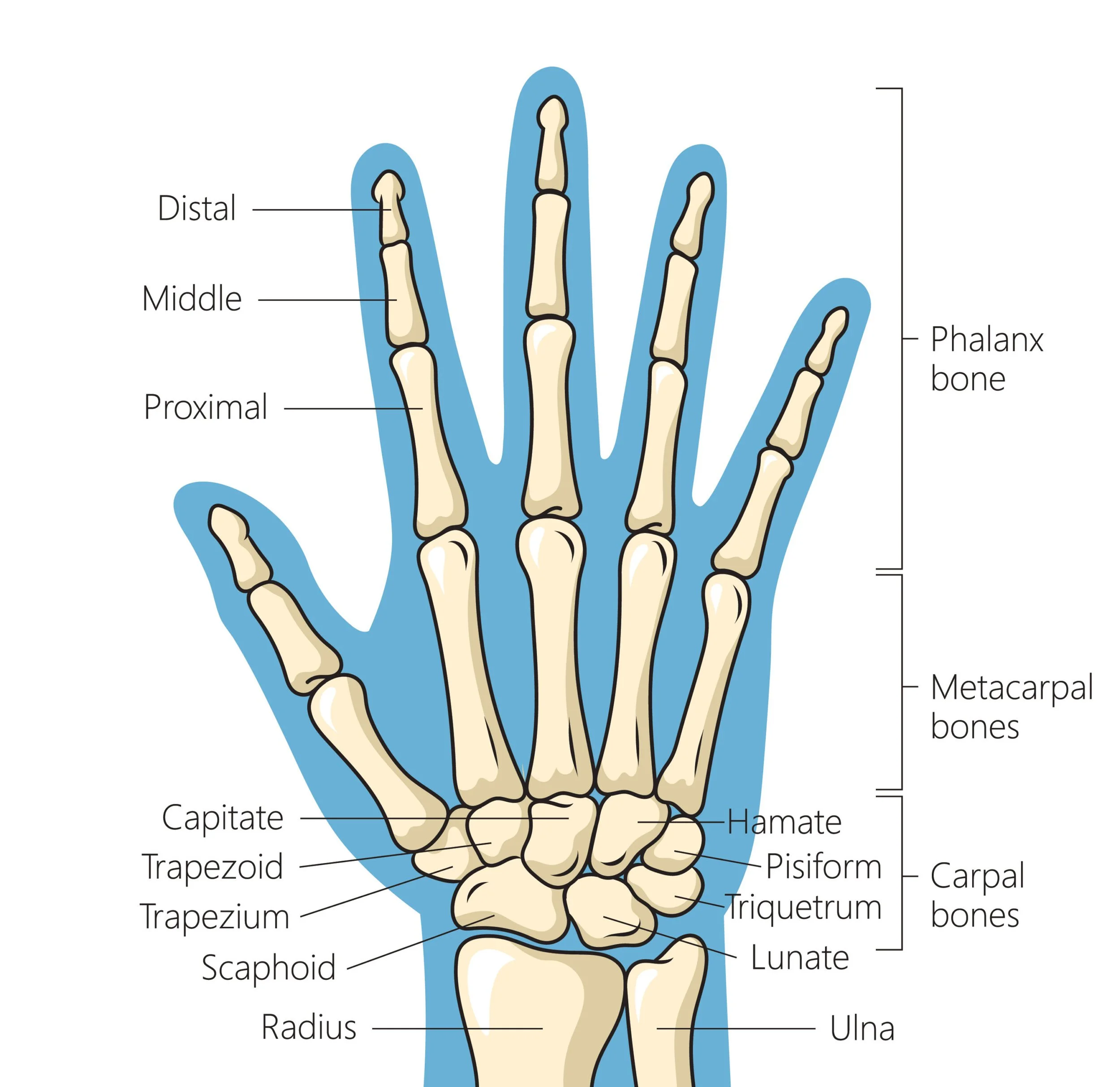 Hand anatomy