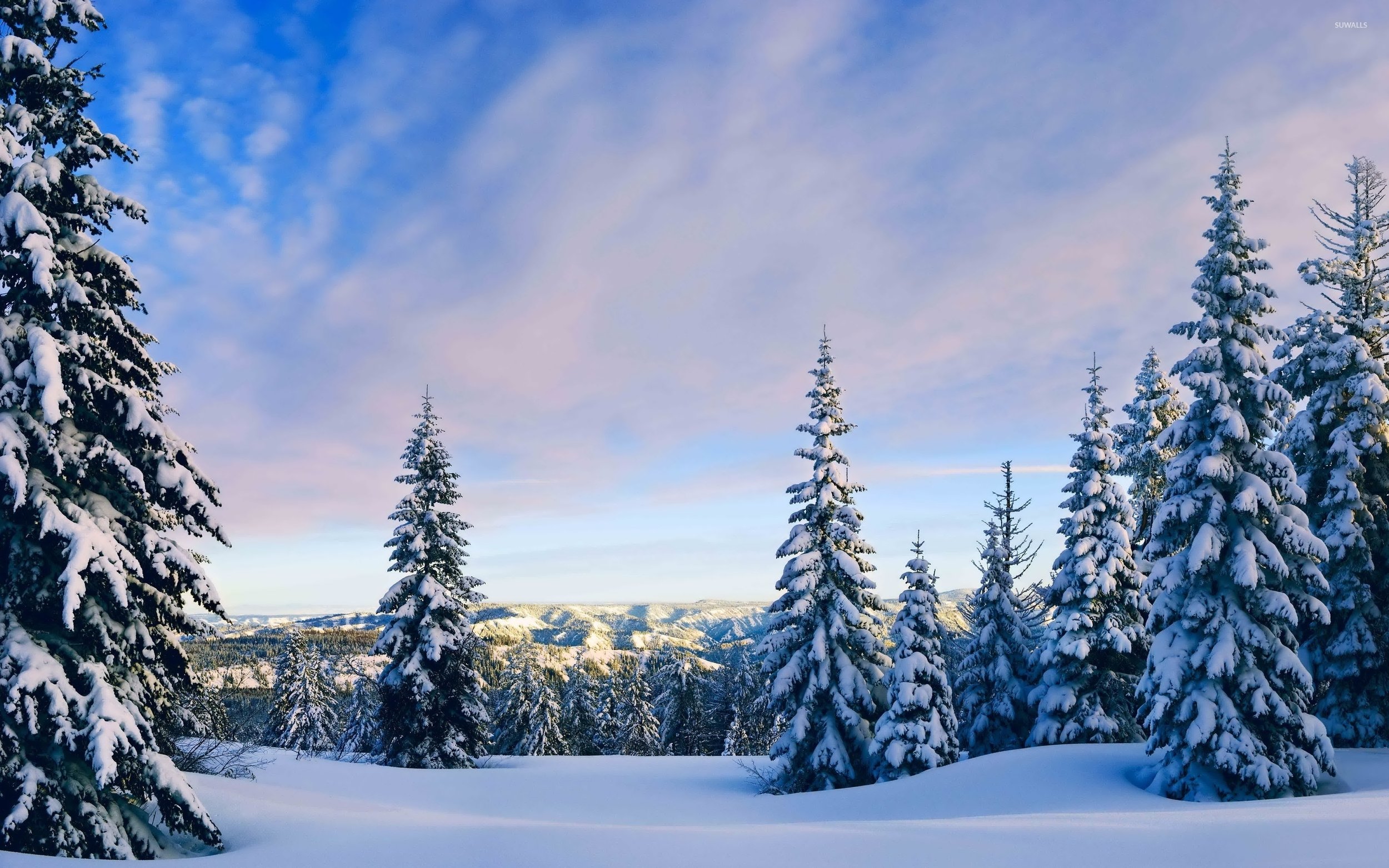 snowy-pine-trees-rising-towards-the-sky-50270-2560x1600.jpg