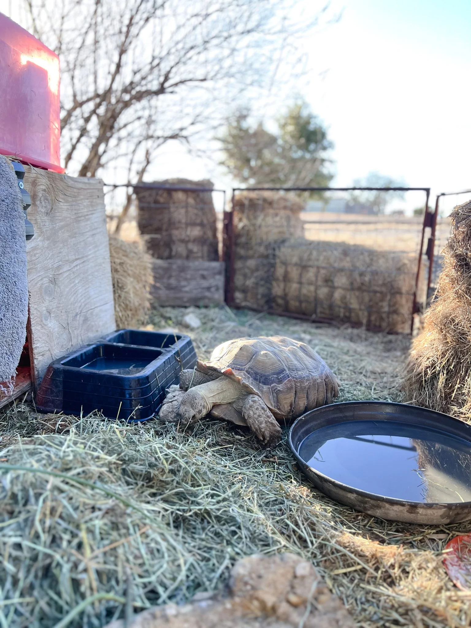 Why a Trauma-Informed Care Farm for Speech Therapy?