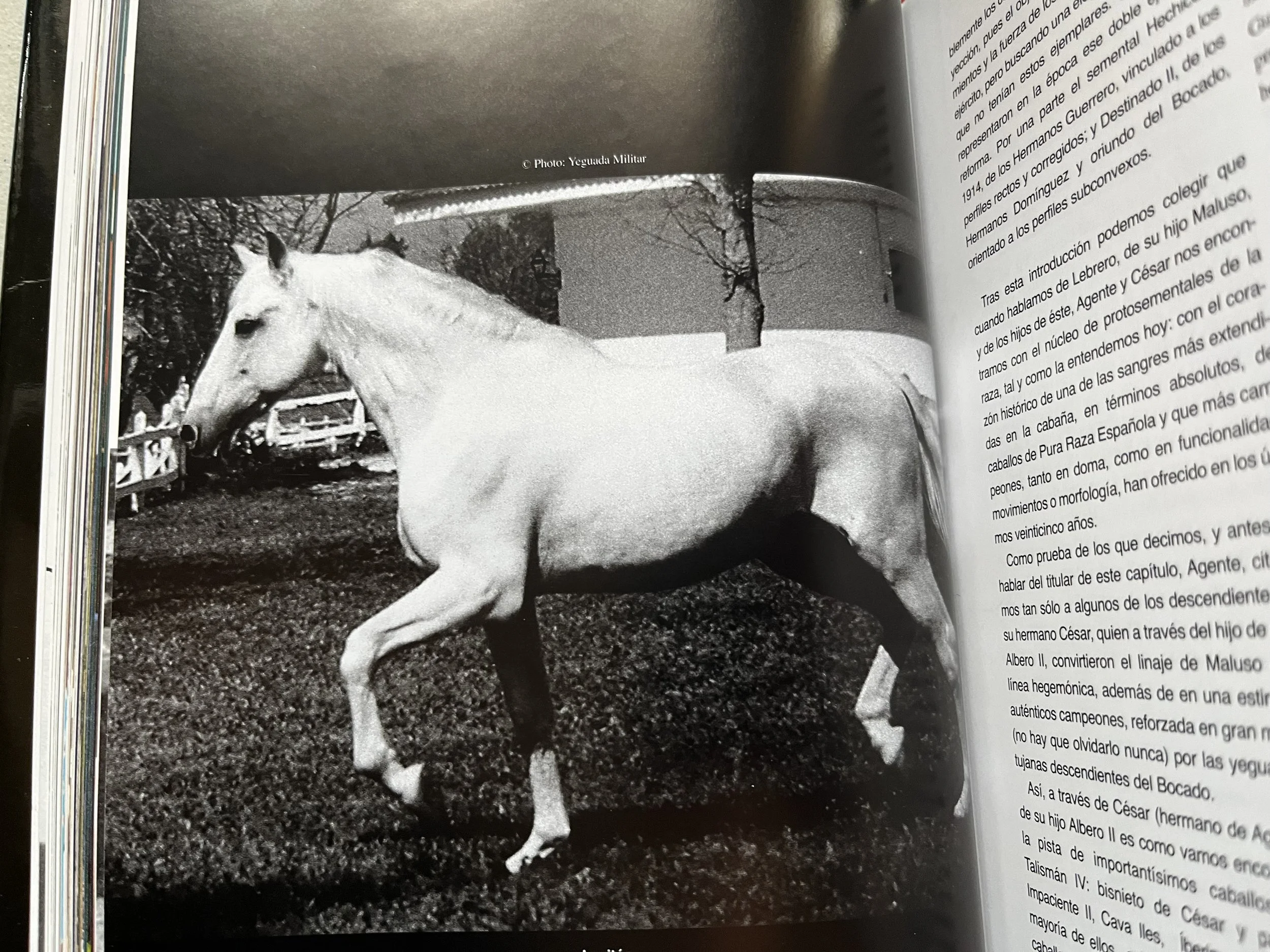 Leviton (from book)