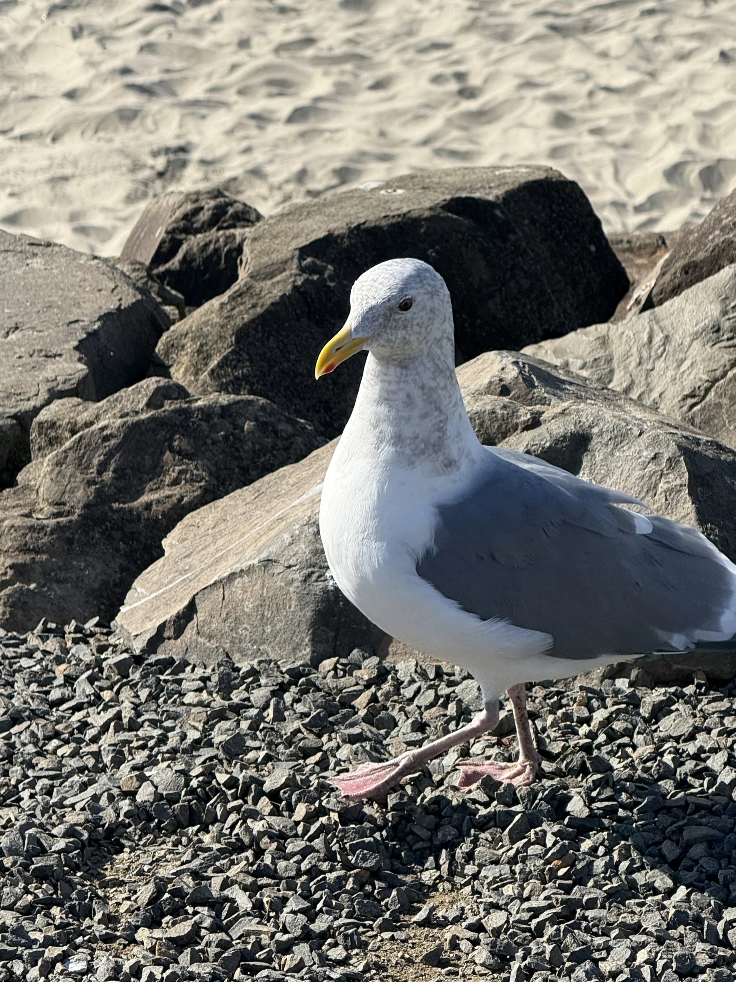 IMG_7661.jpeg