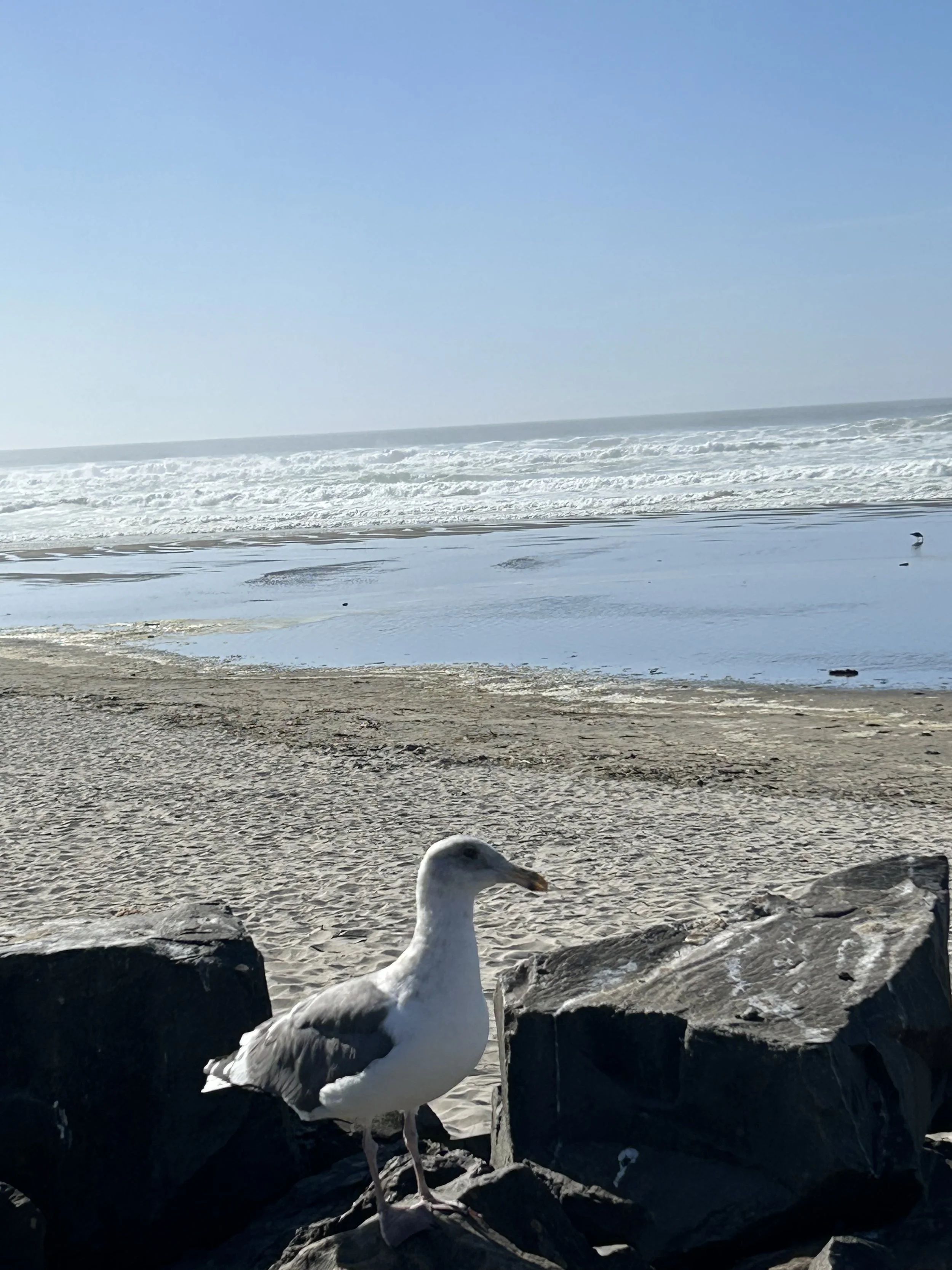 IMG_1802.jpeg