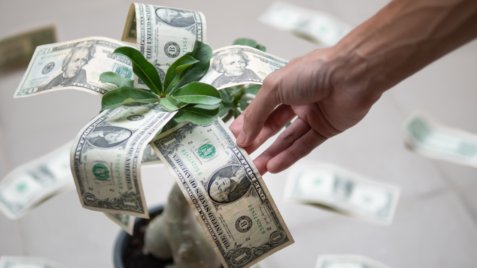Value Doesn’t Grow On Trees… Or Does It?