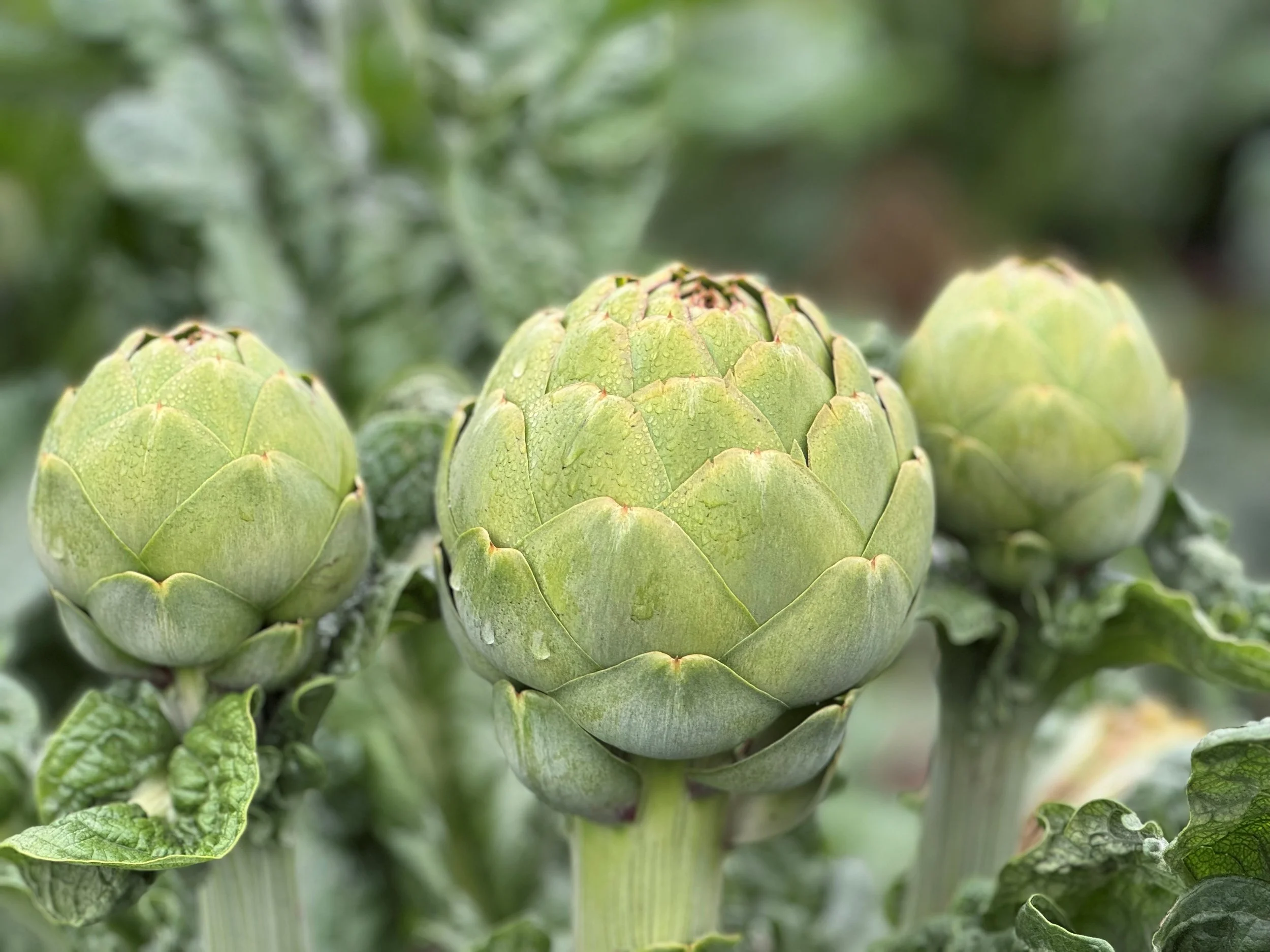 Artichokes2.jpg