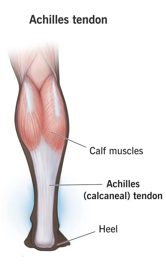 Achilles Tendon