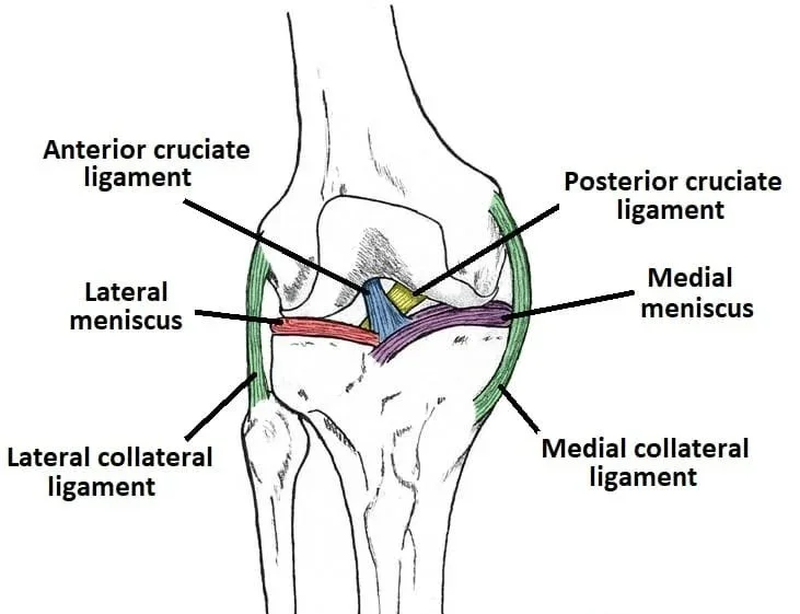 Knee Ligament Tears