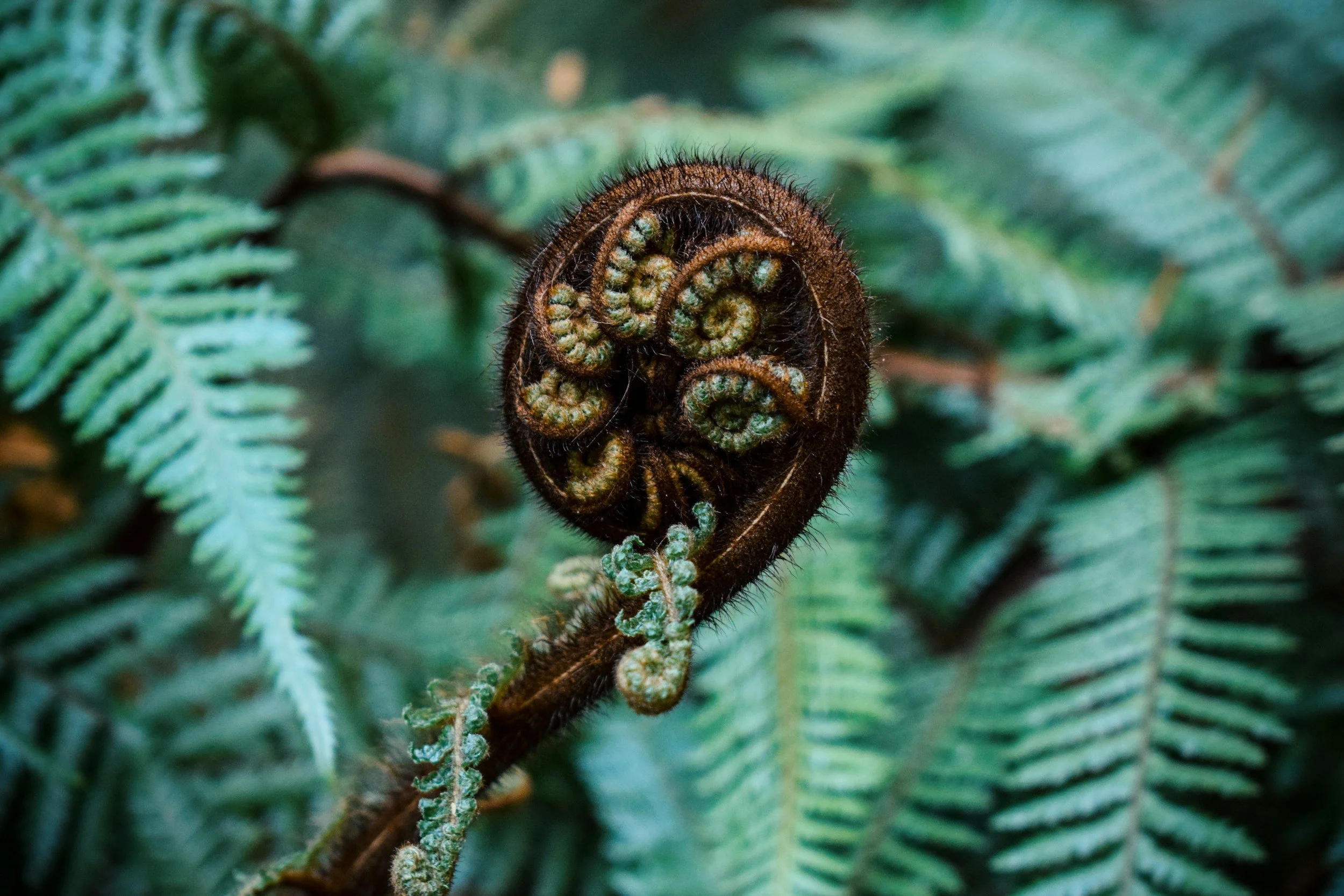 Unfurling frond