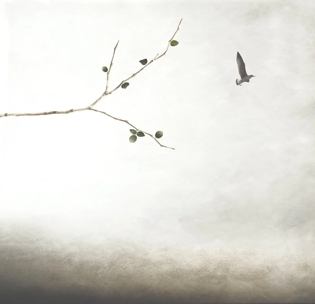 Bird being released and flying free