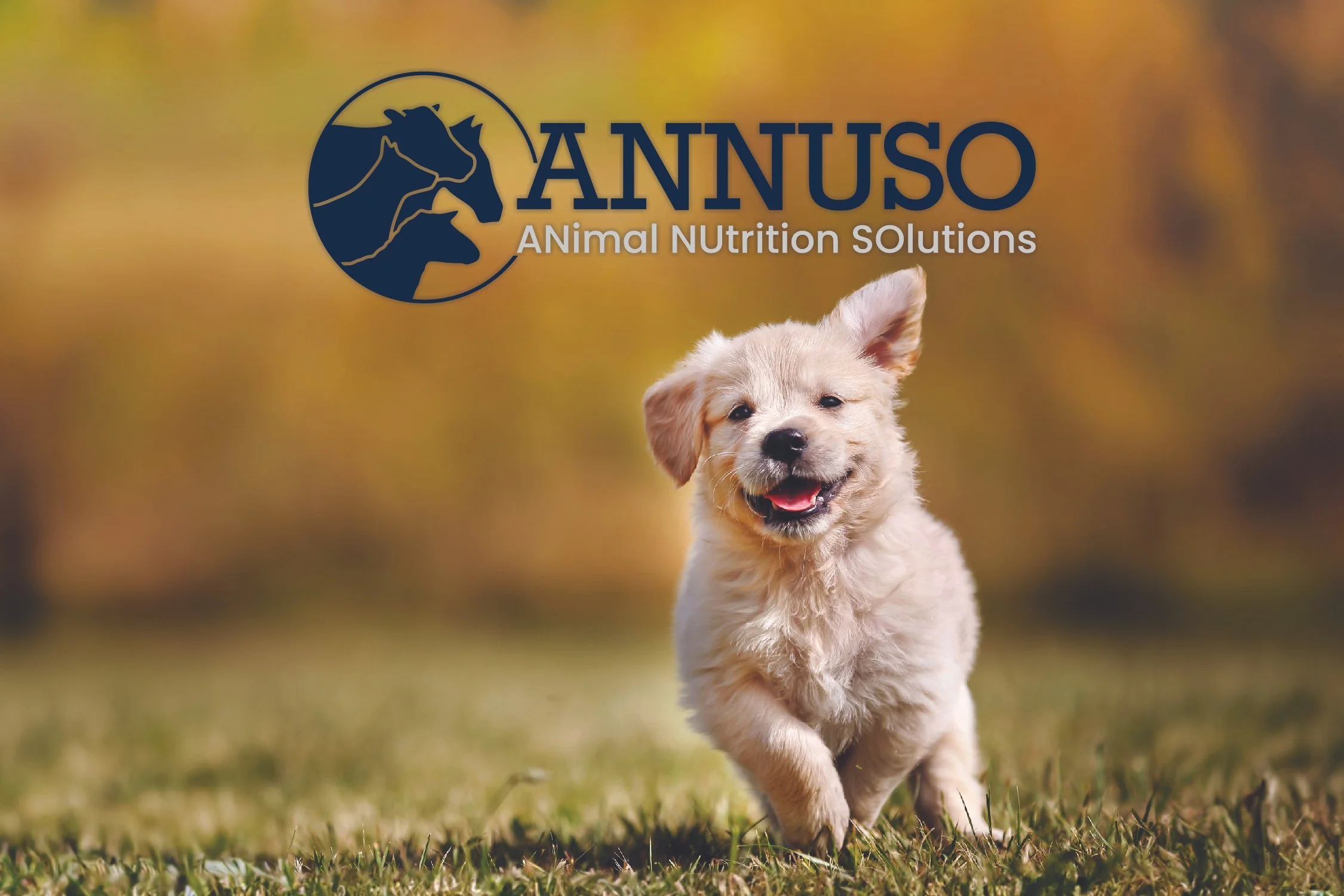 ANNUSO Logo Backdrop.jpg