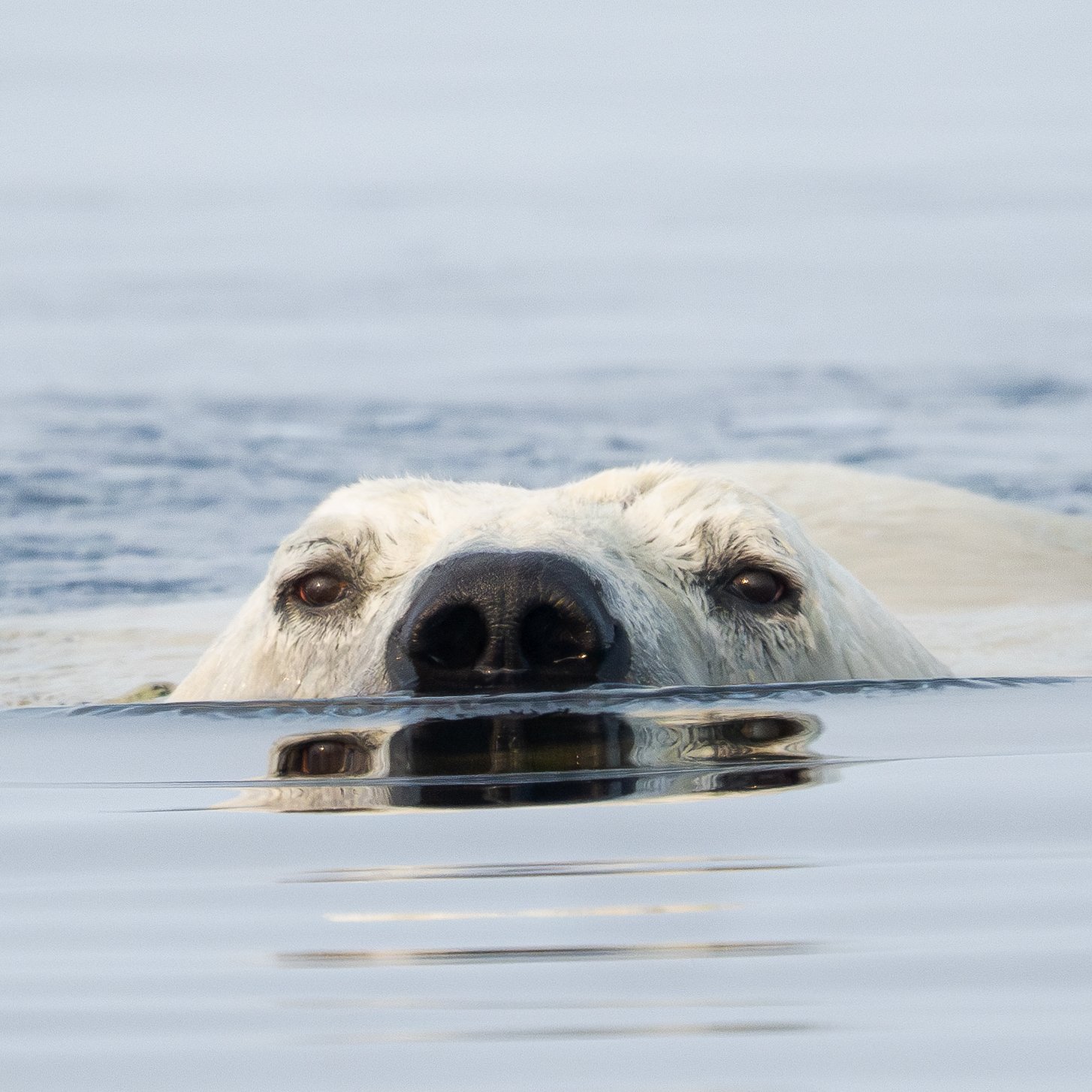 Polar Bears, Belugas , Bear in water.