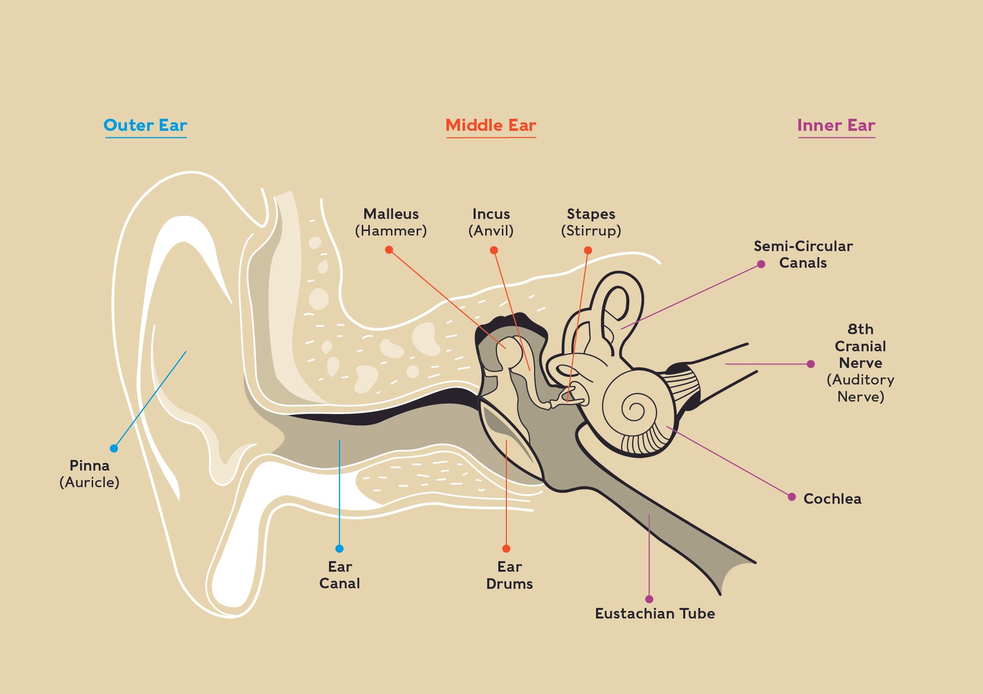 Listening vs. Hearing 