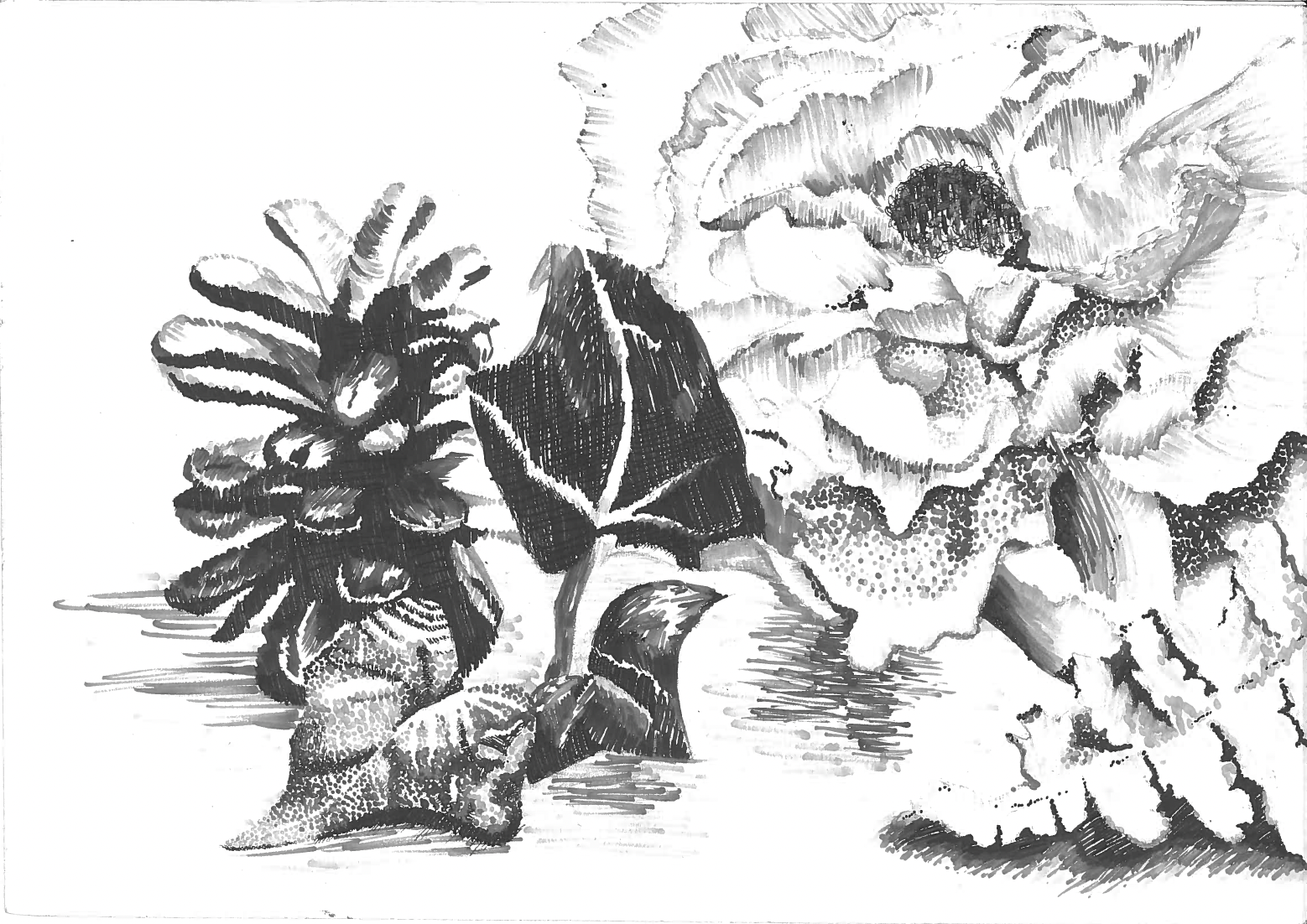 Black and white illustration of flowers and leaves, including a large flower on the right and smaller flowers and foliage on the left.