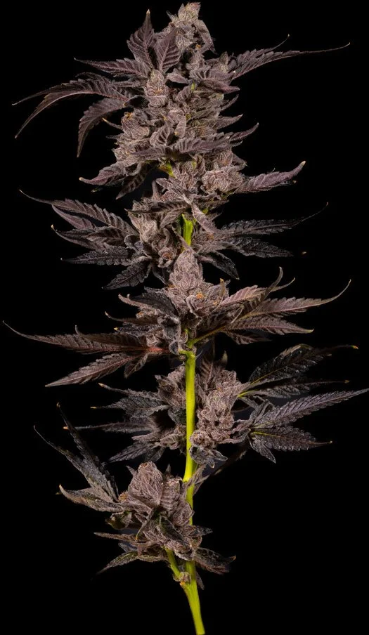 stoney_hawk-web.jpg