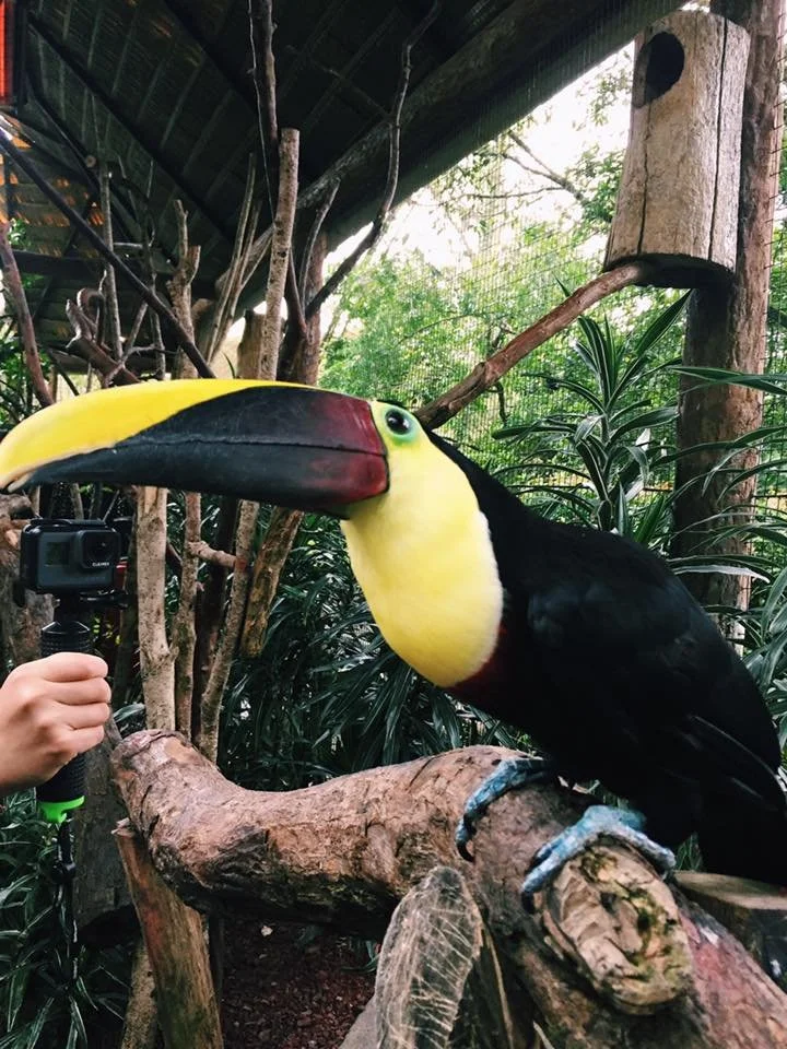 35553480_1690353011062868_891392953019269120_n (1).jpg