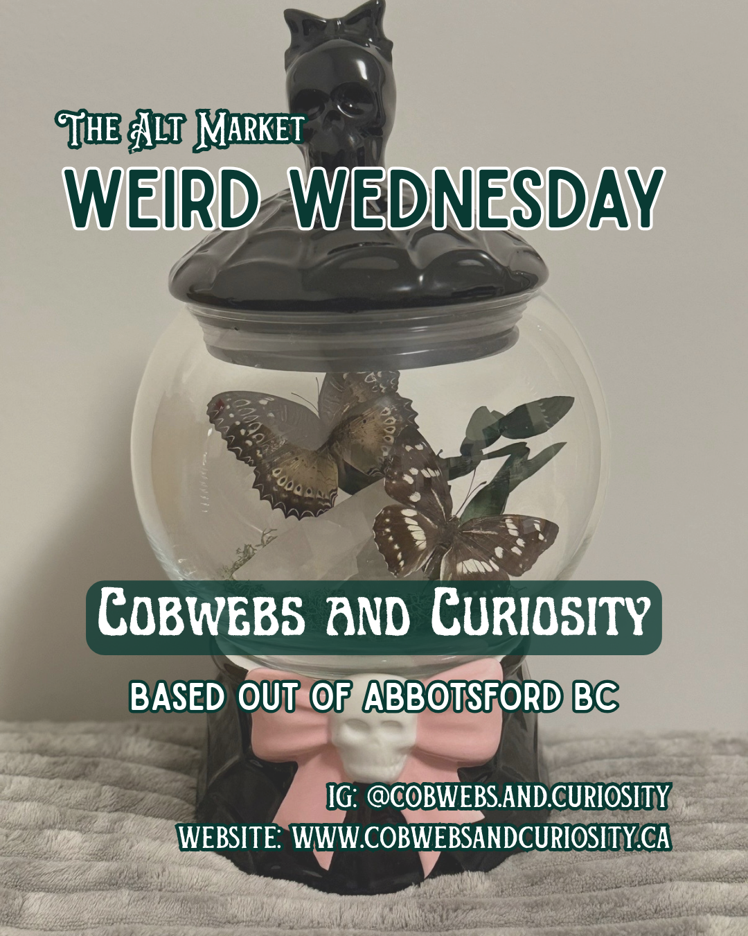 A jar with black cat head on top, containing butterfly decorations and a skull figurine at the base, promoting Cobwebs and Curiosity's Weird Wednesday feature on The Alt Market social media and website.