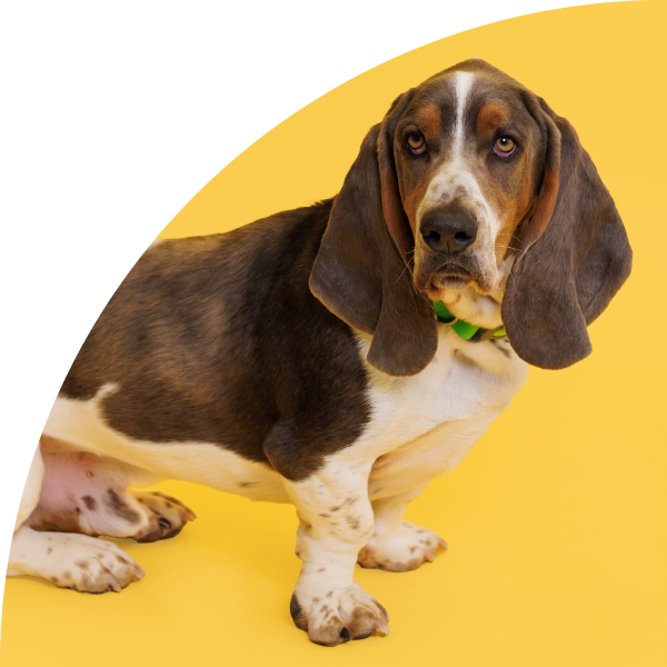 Kevin Good Vibes Coordinator
This good boy is the fastest basset hound around! Spot him around town or on our social media channels.
Fun fact: Kevin has his teeth brushed every night!