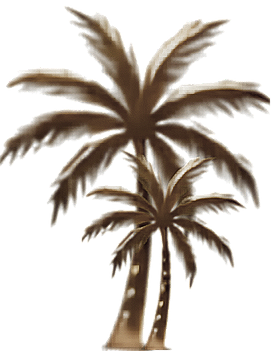 Two palm trees with arching fronds against a plain background.