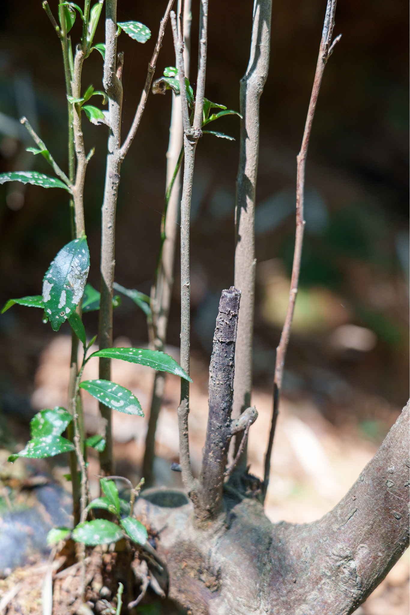Wild tea plant