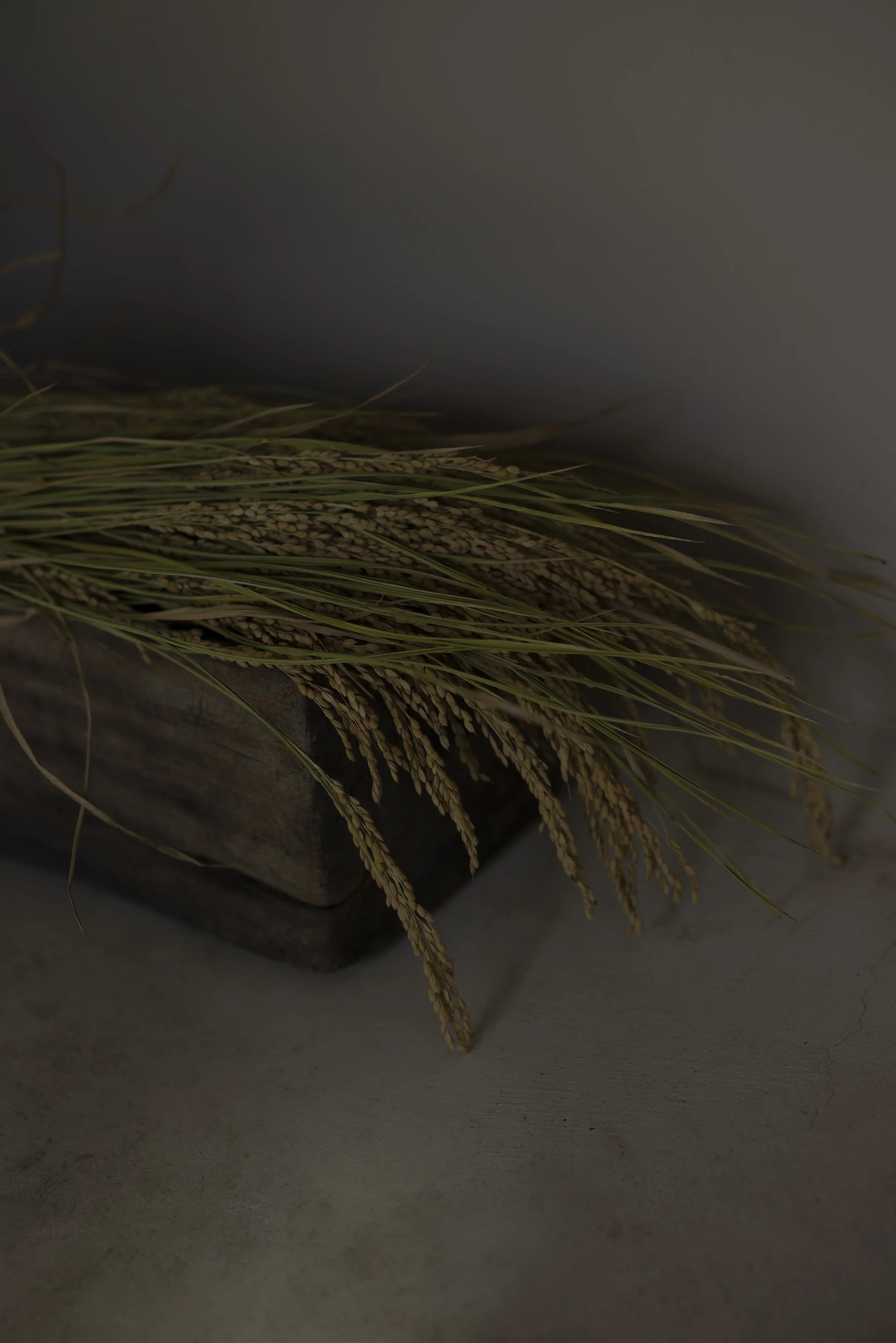 Dry wheat stalks with golden grains resting on a dark wooden surface.