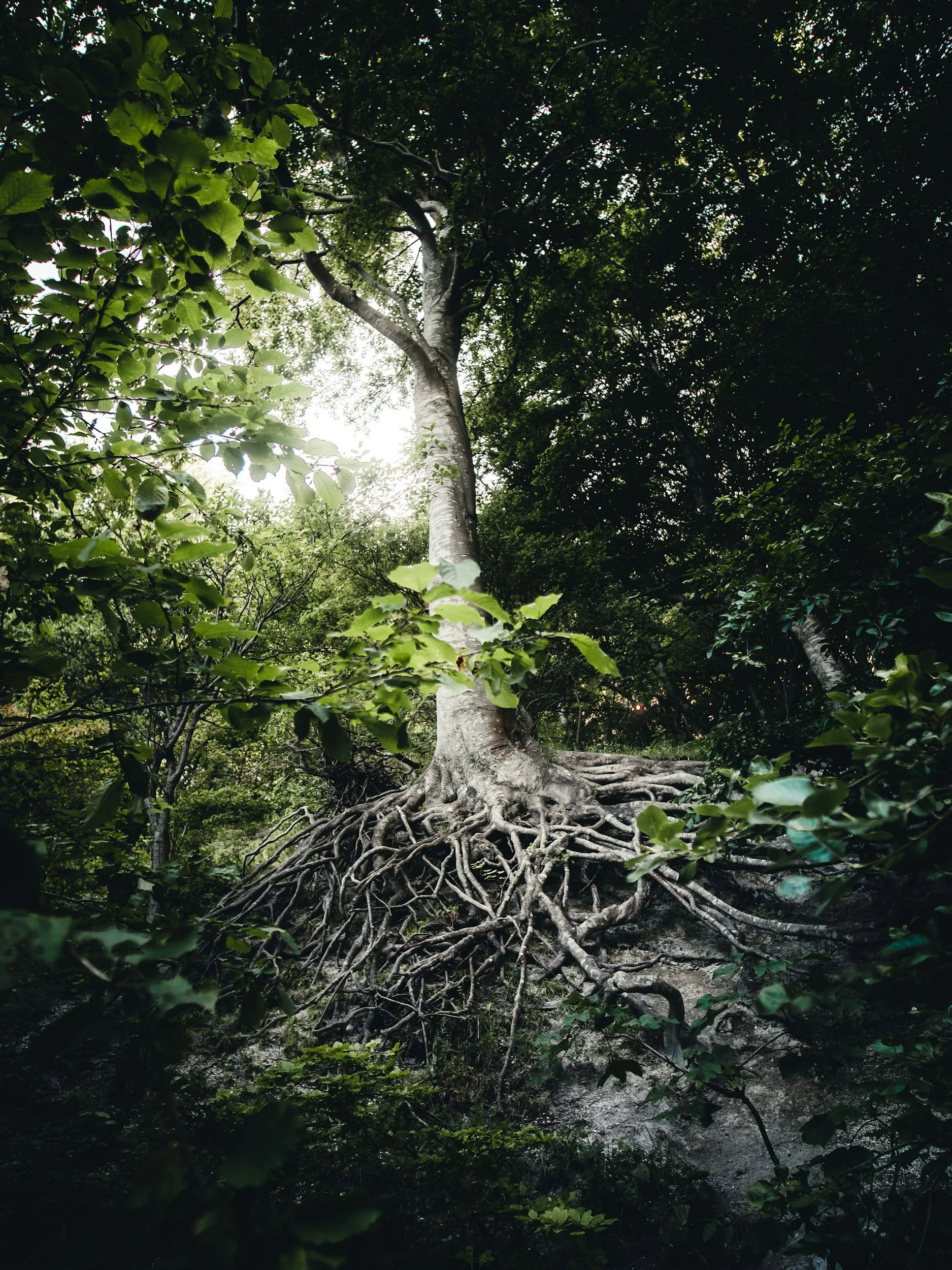 Rootedness through Change