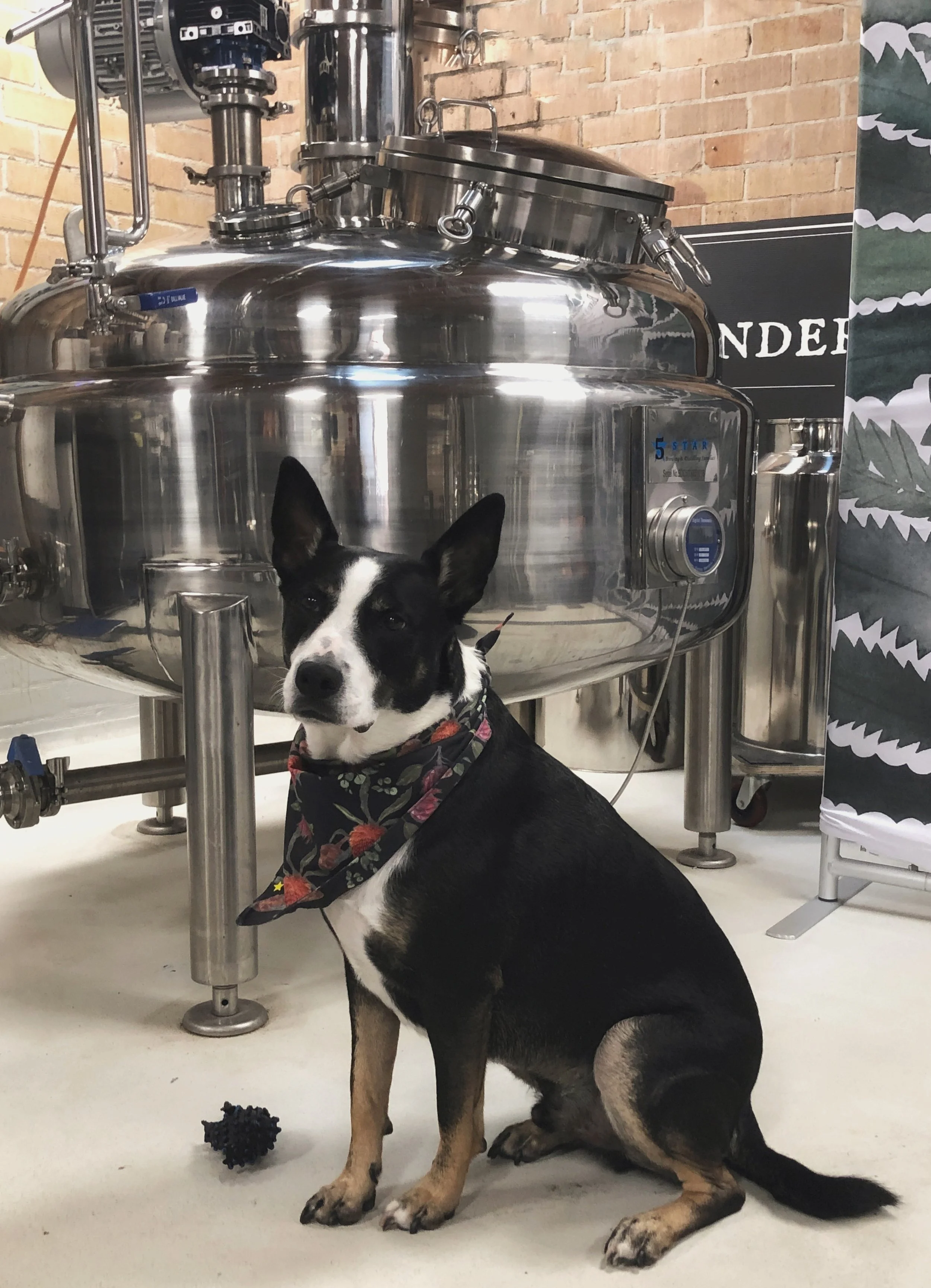Introducing Lady Banks, our 500L spirits still.