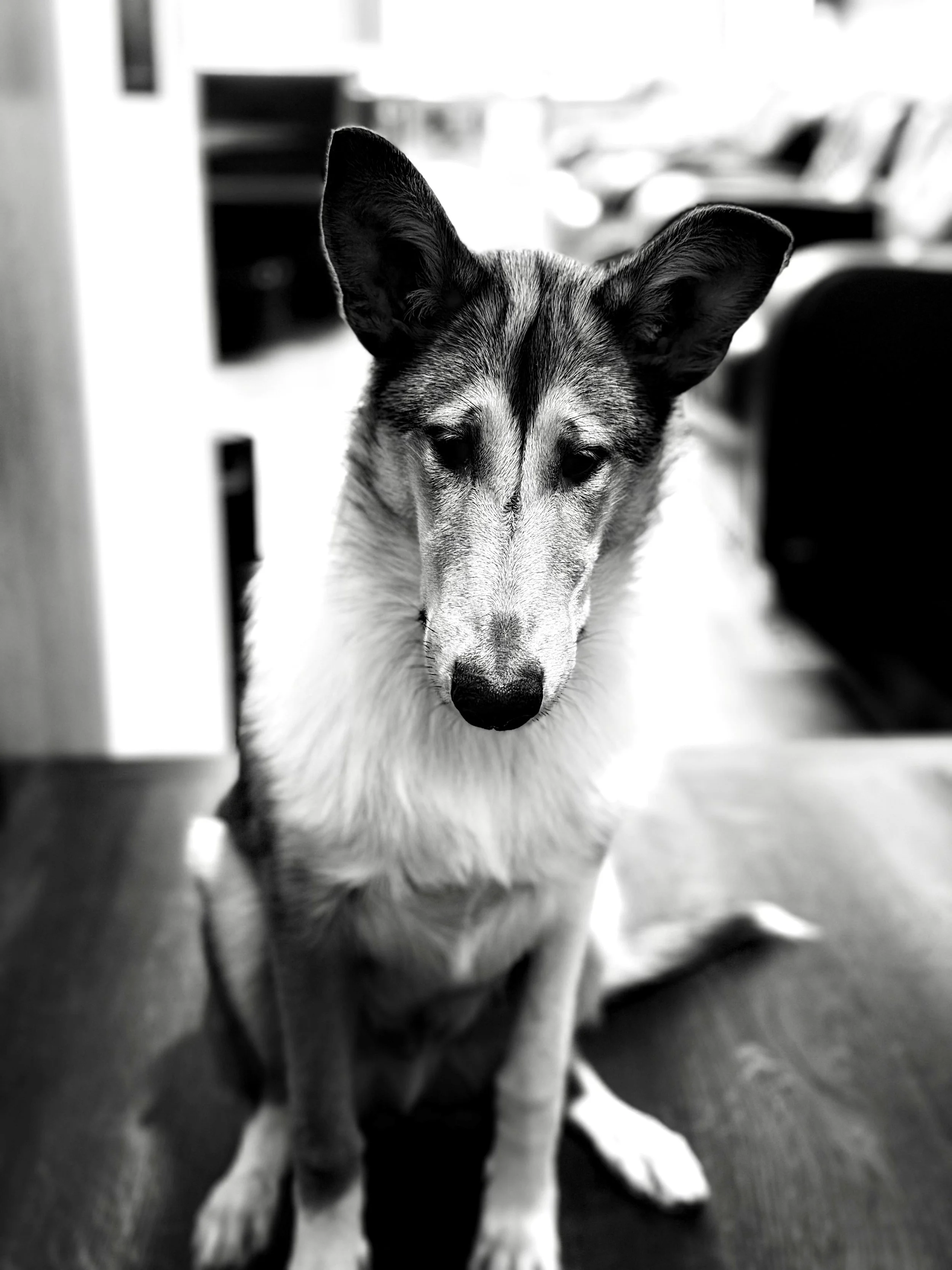 Black & White photo of a large puppy