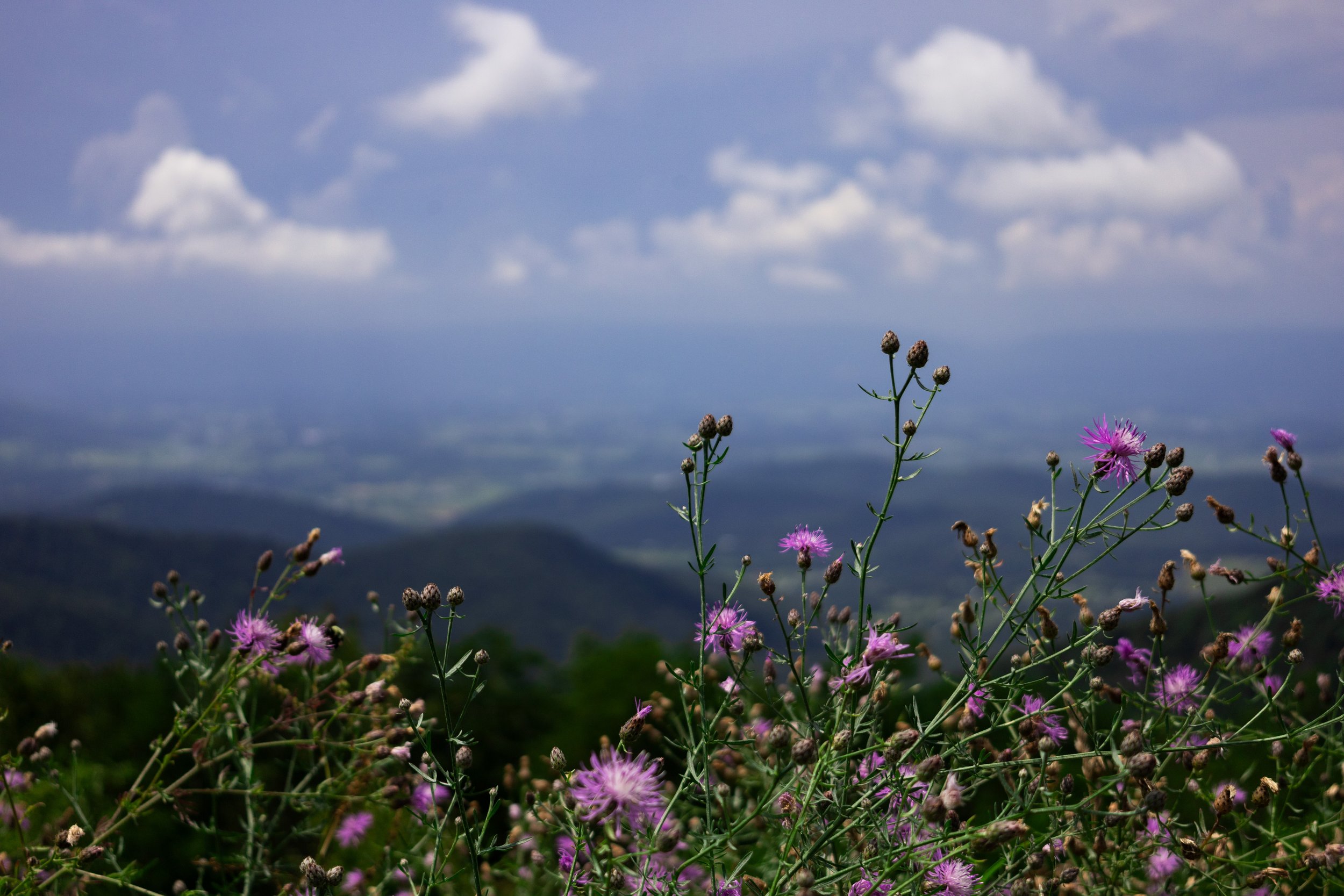 IMG_9769.jpg