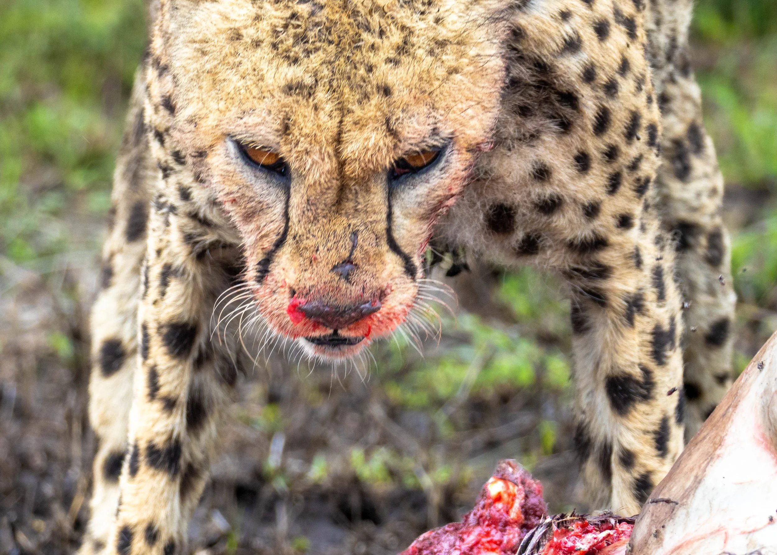 Cheetah_Eating.jpg