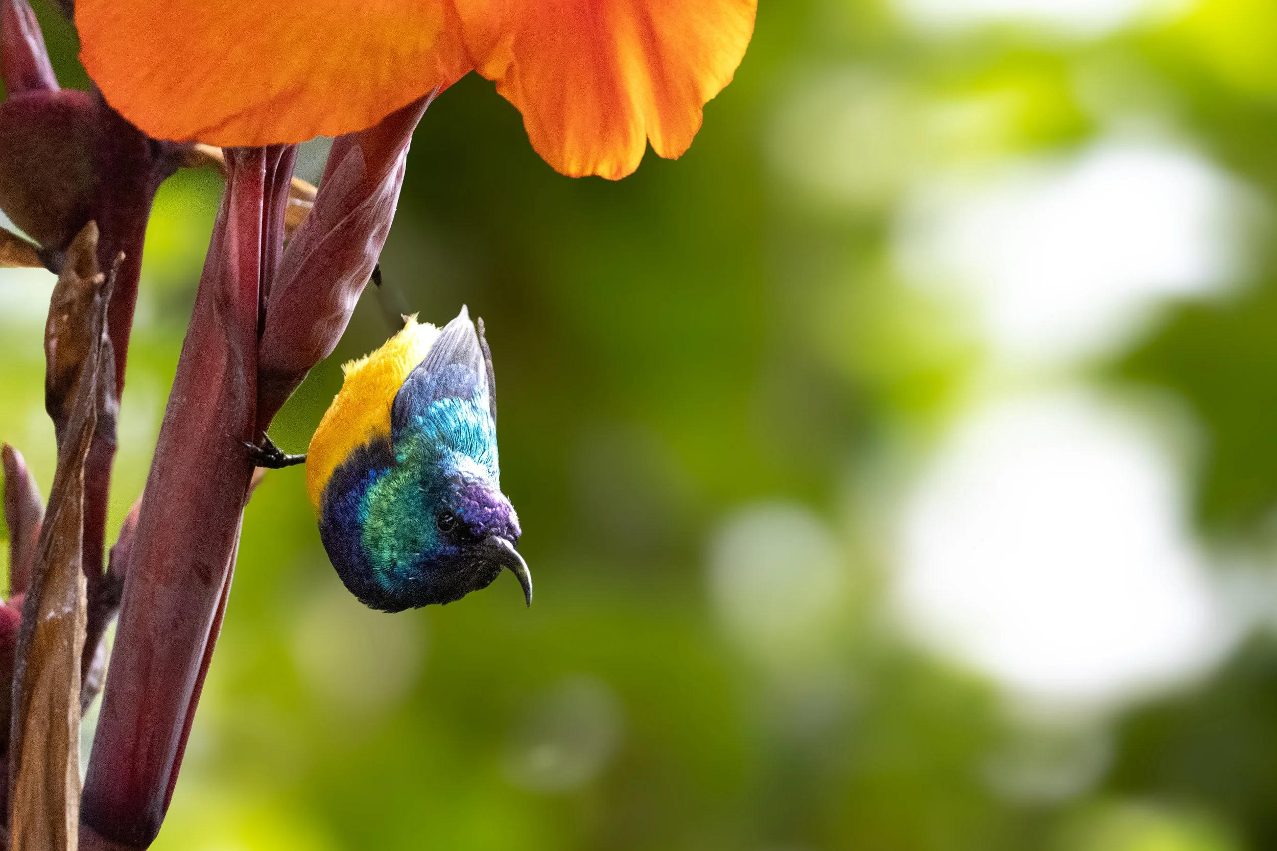 VariableSunbird.jpg