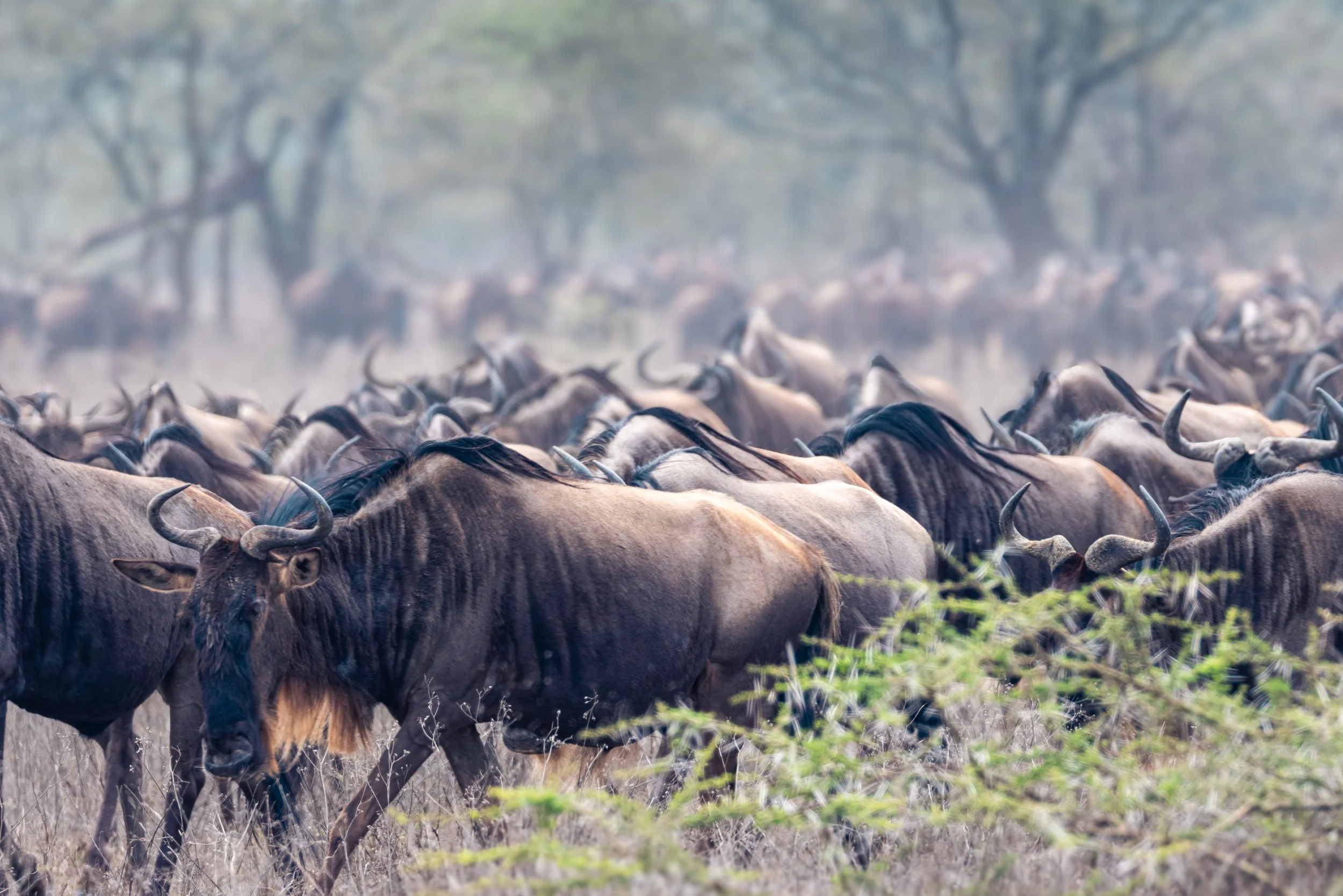 Wildebeest_1.jpg