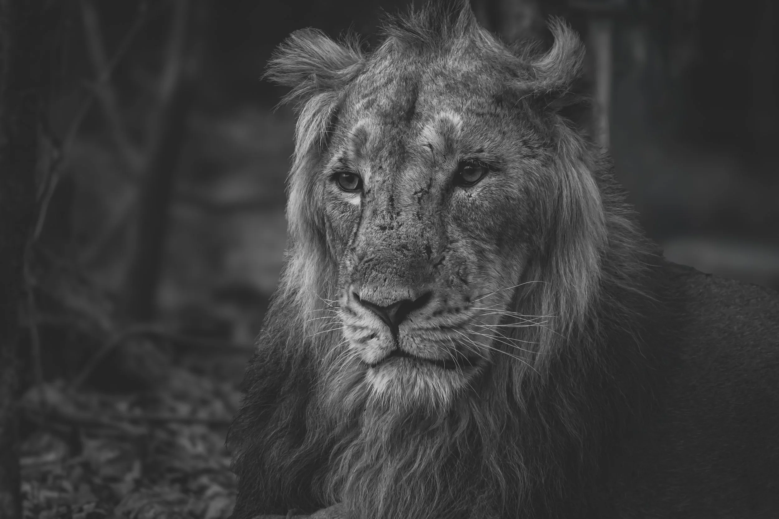 LionMaleBW.jpg