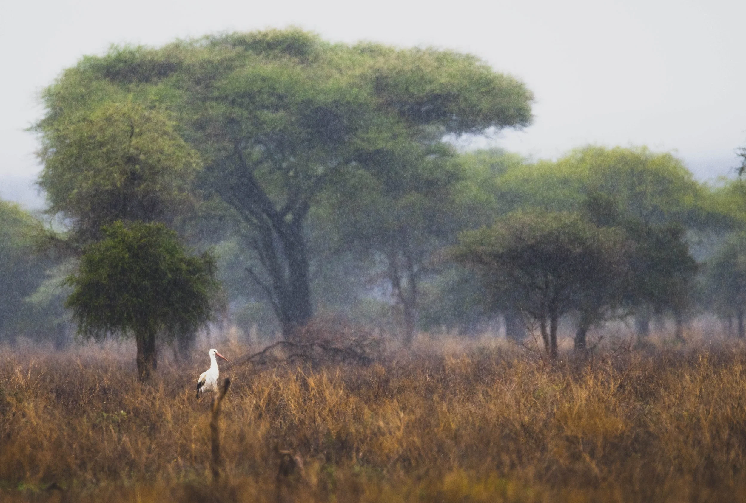 WhiteStork_Rain.jpg