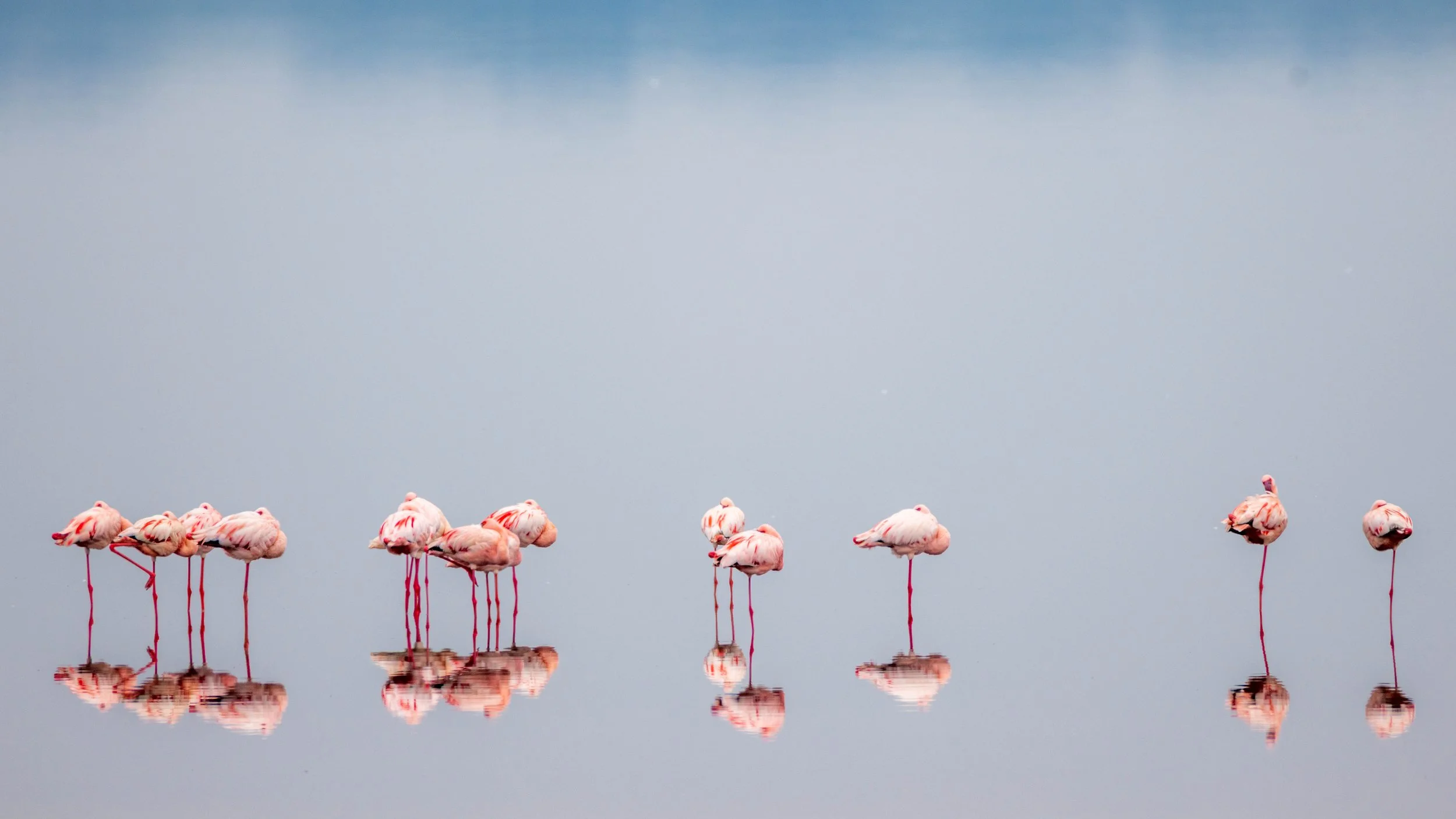 Flamingo_Reflections.jpg