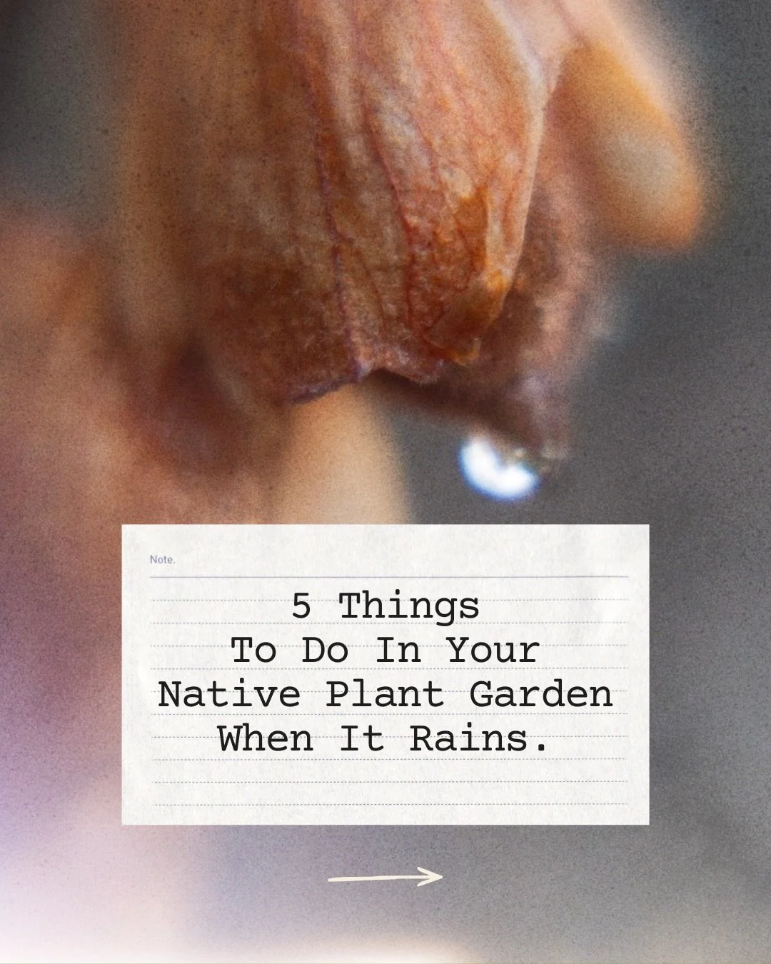 We can use rainy days in the garden as observation days. Native plants are taking their deepest drink of the year, and there are a few things we can do to help them...

1. Audit the water flow. 
2. Check tree trunks for standing water. 
3. Turn OFF t