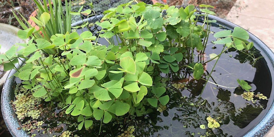 Native Plant Water Gardening in Containers with Andrew Chaves
