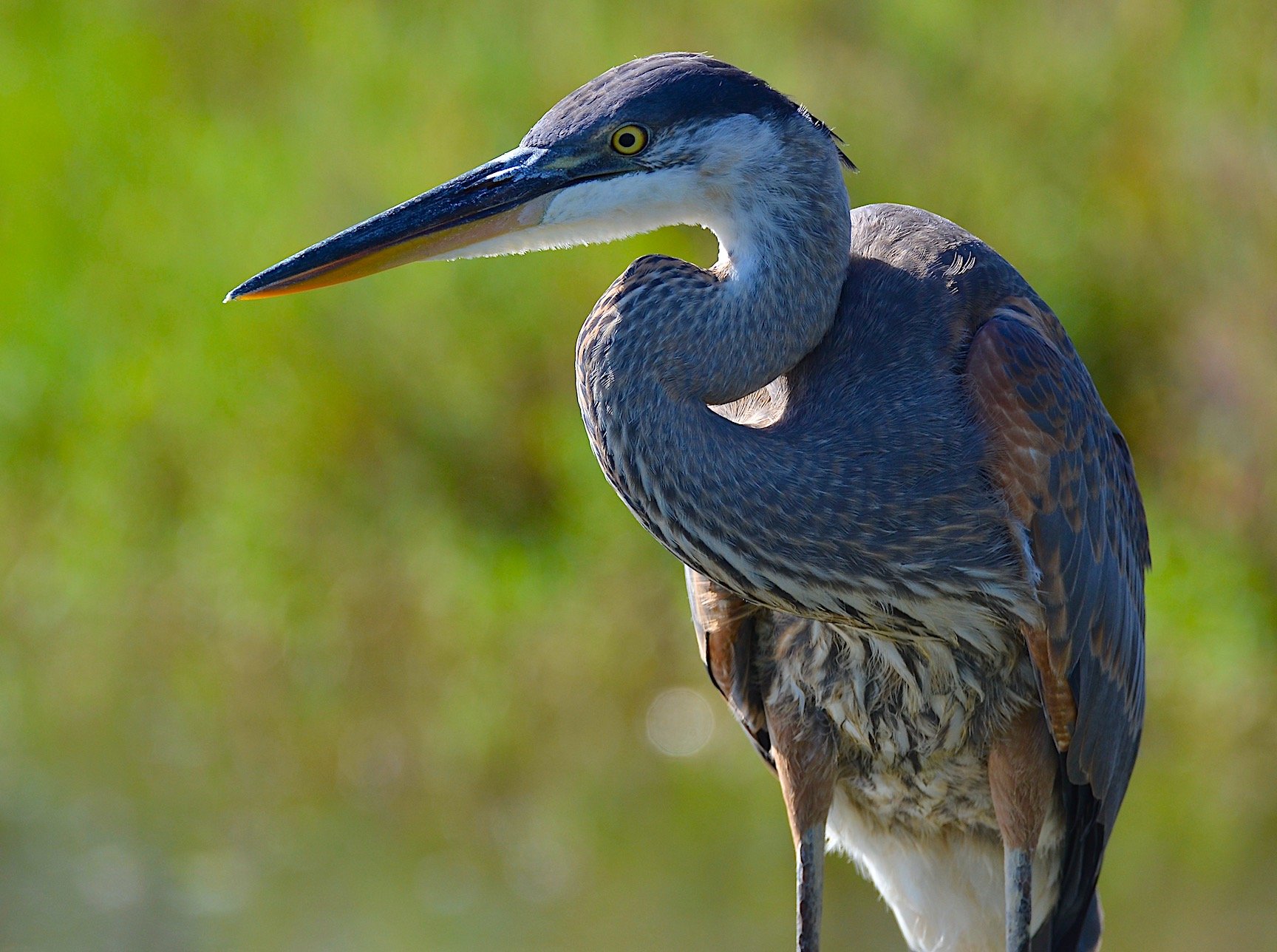 SMBAS Birding Malibu Lagoon Monthly Field Trip