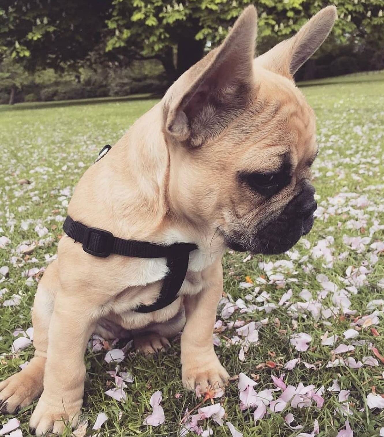 Happy Easter from our resident LATH Easter bunny (before he grew into his ears!)🐰 🐾 💕

Can you guess how old baby Albert is here?! 🤔 

#happyeaster #FrenchBulldogpuppy  #batears #whatsupdoc #easterbunny #easterdoggy #puppy #puppylove #puppiesofin