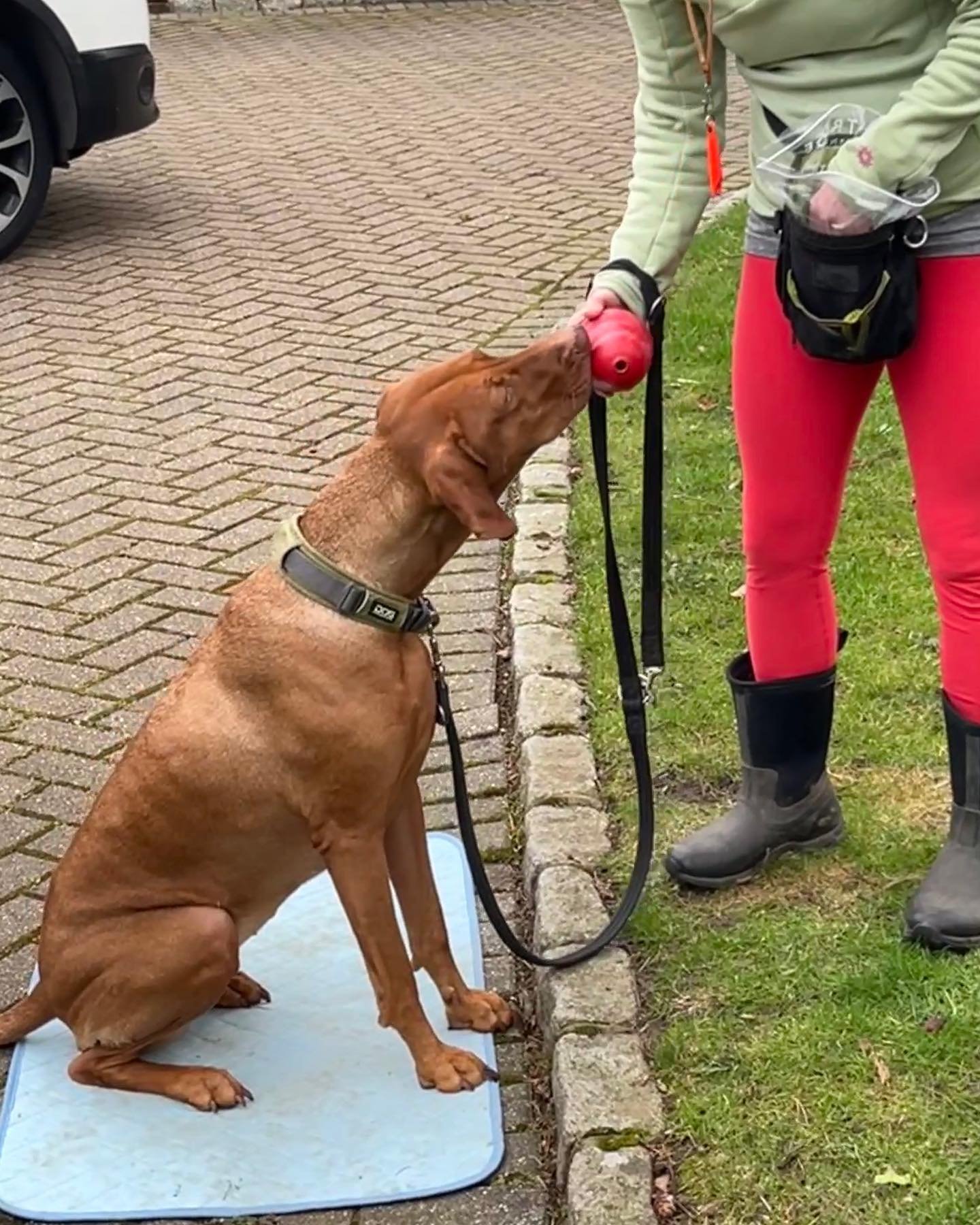 I met lovely Millie and her mum a few weeks ago for a scentwork taster session at their home 🐕

Millie is reactive and her mum was worried that she would become a little stressed travelling to my venue so I took my kit to them instead 🐕🏡

My dog s