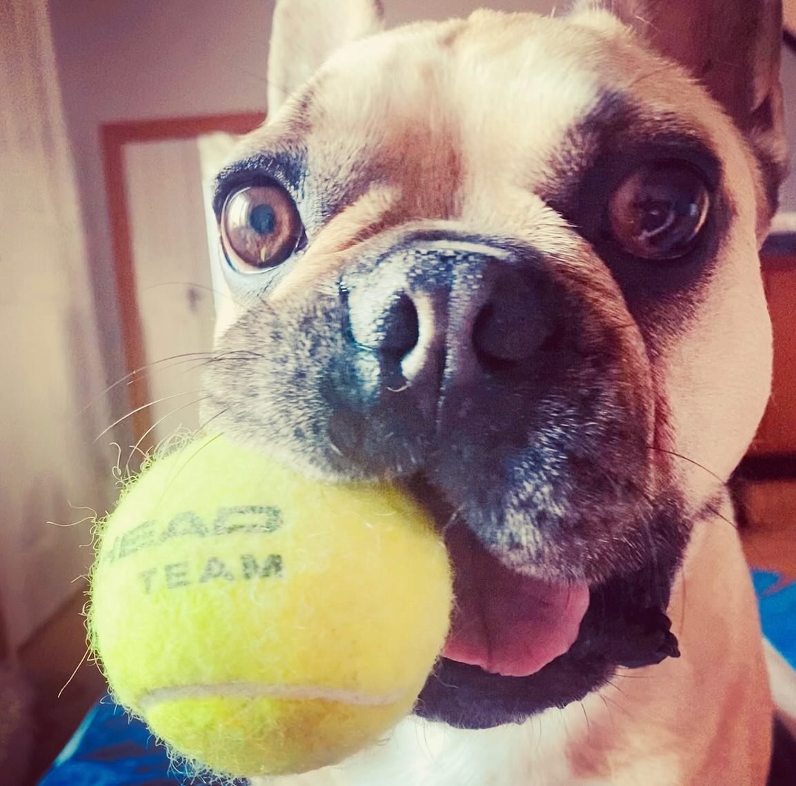 🎈🎾 🐕Happy 8th birthday to this absolute legend 🎈🎾🎉

What a year Albs has had, adjusting to life without Rita which he was absolutely impacted by and just as we were both finding our way again, he was unlucky to get a spontaneous non-healing eye